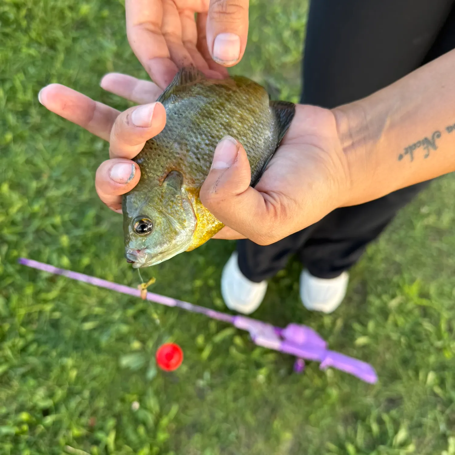 Bluegill caught on Fishbrain