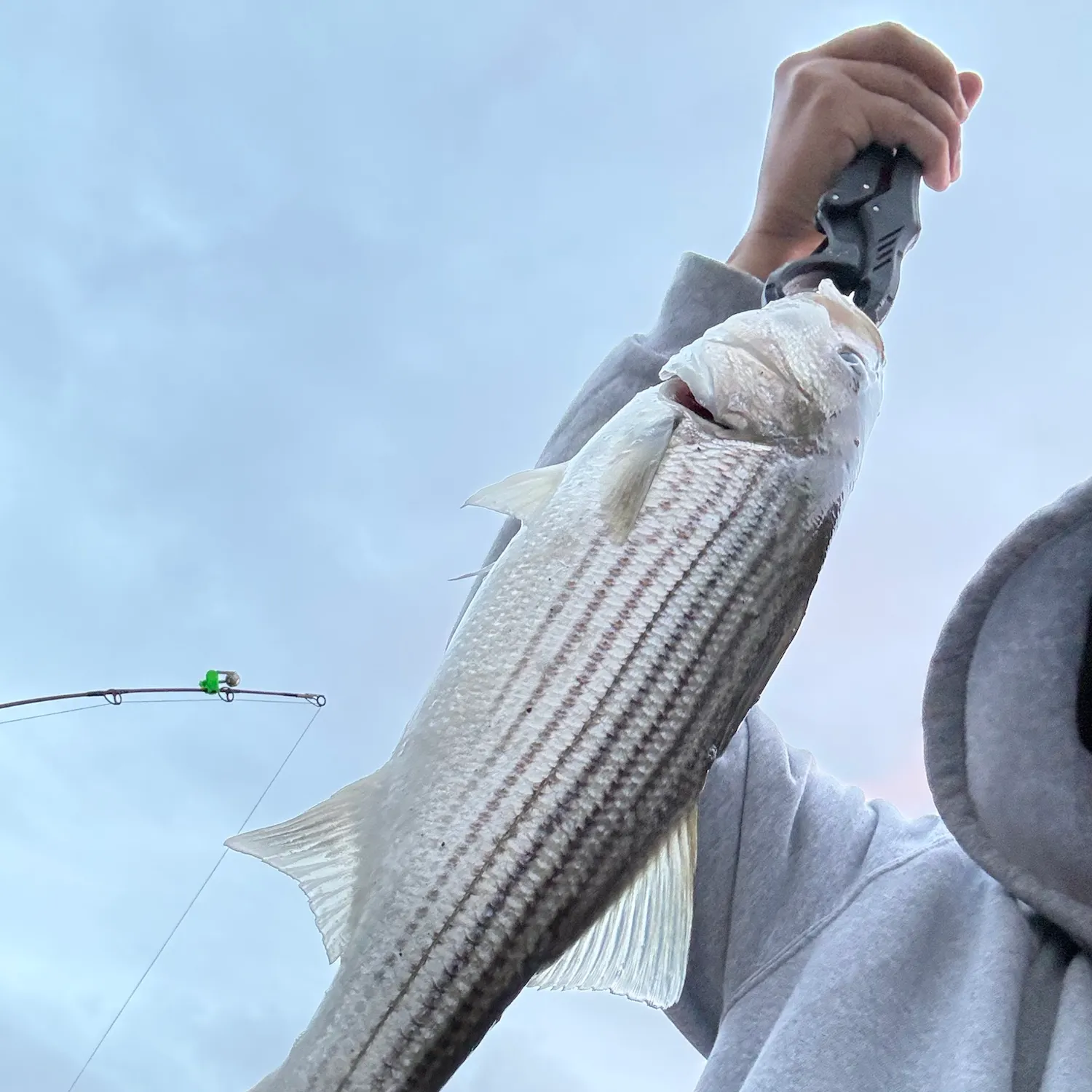 Striped bass caught on Fishbrain