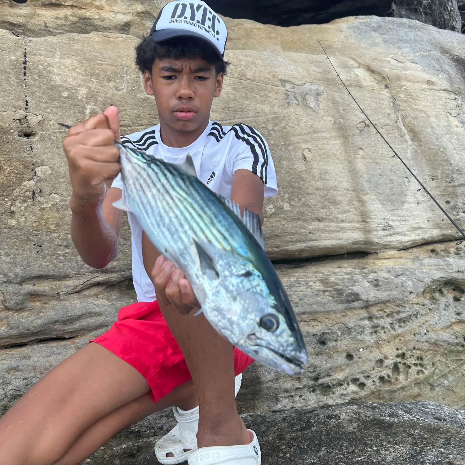 The most recent Striped bonito catches on Fishbrain