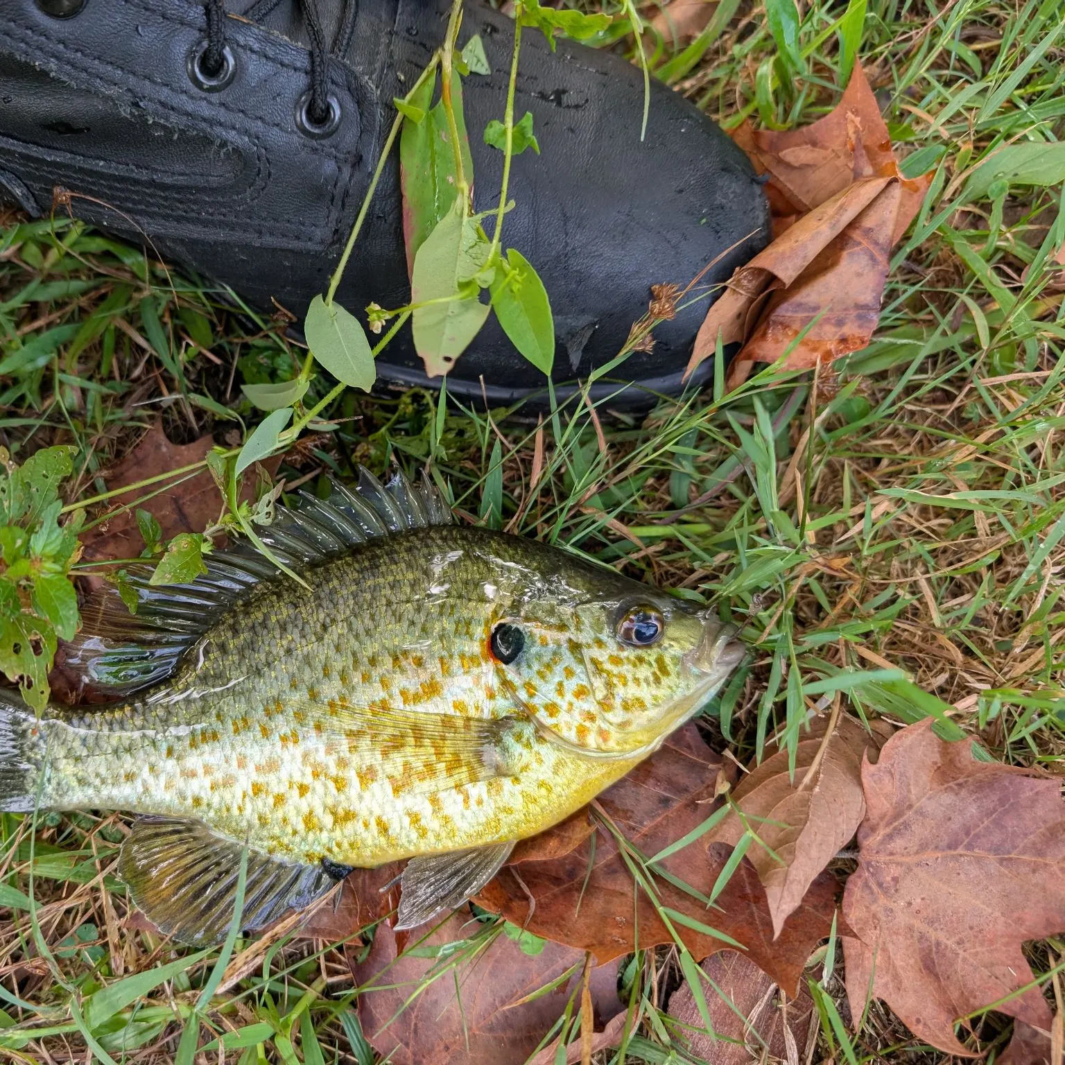 The most recent Redear sunfish catches on Fishbrain