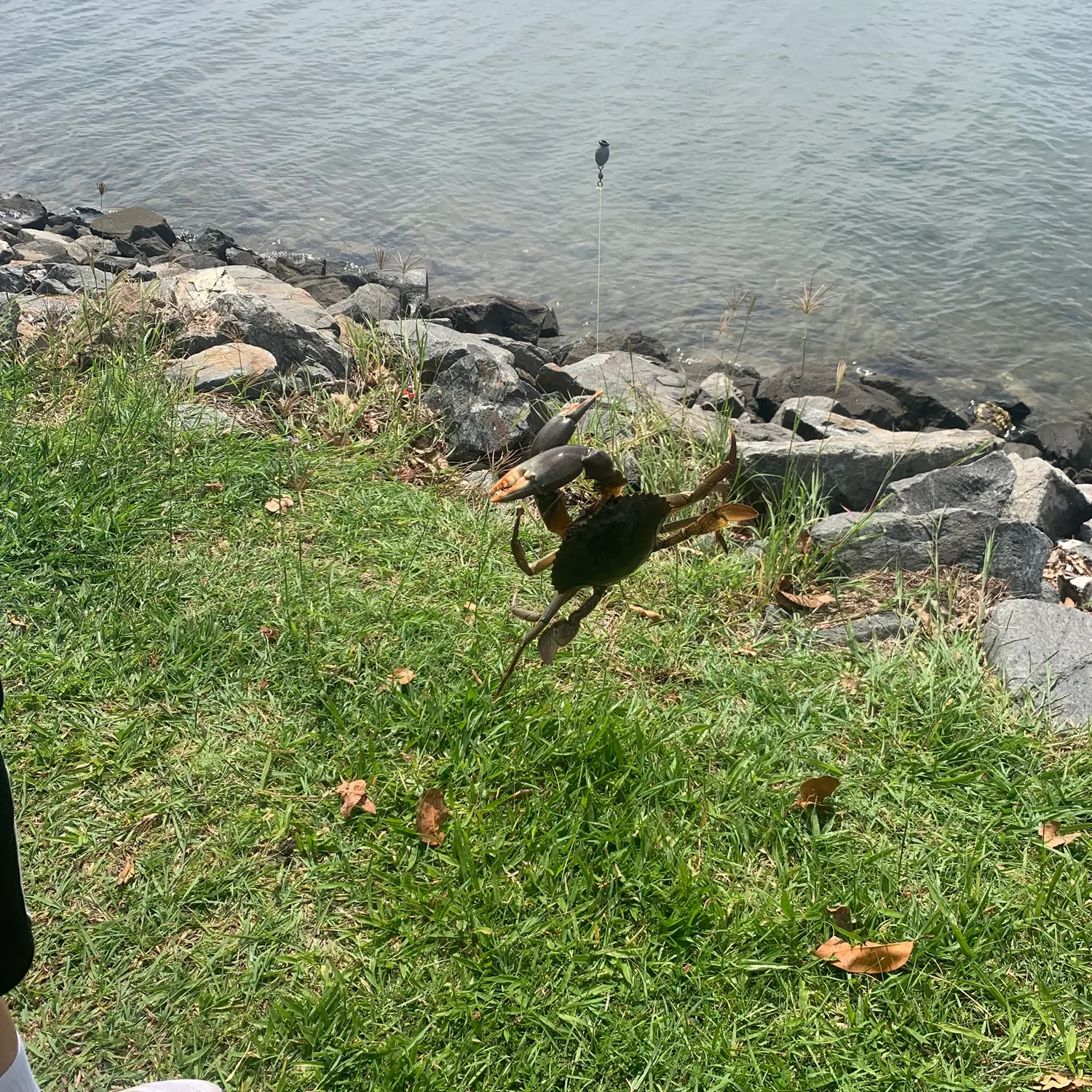 The most recent Giant mud crab catches on Fishbrain