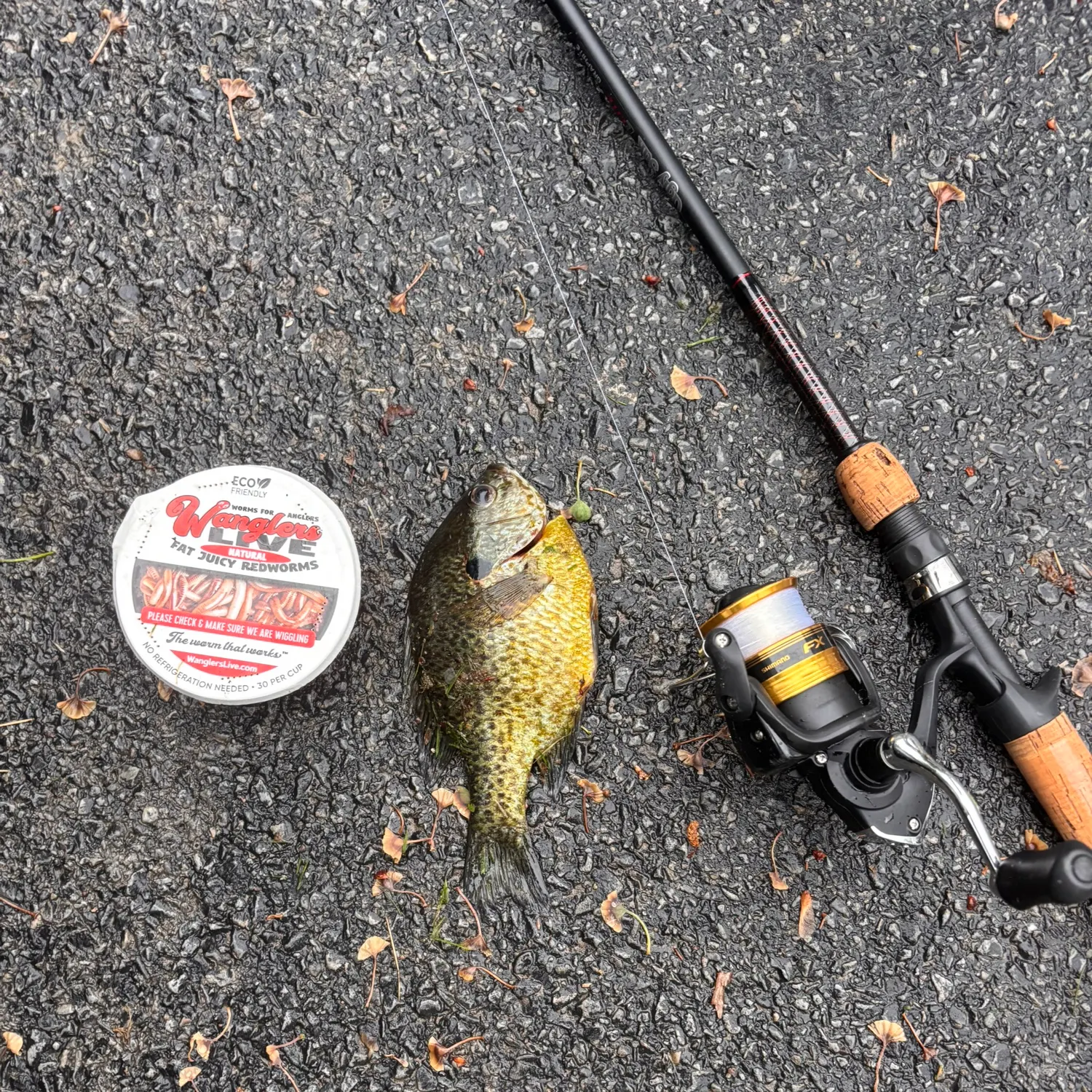 recently logged catches