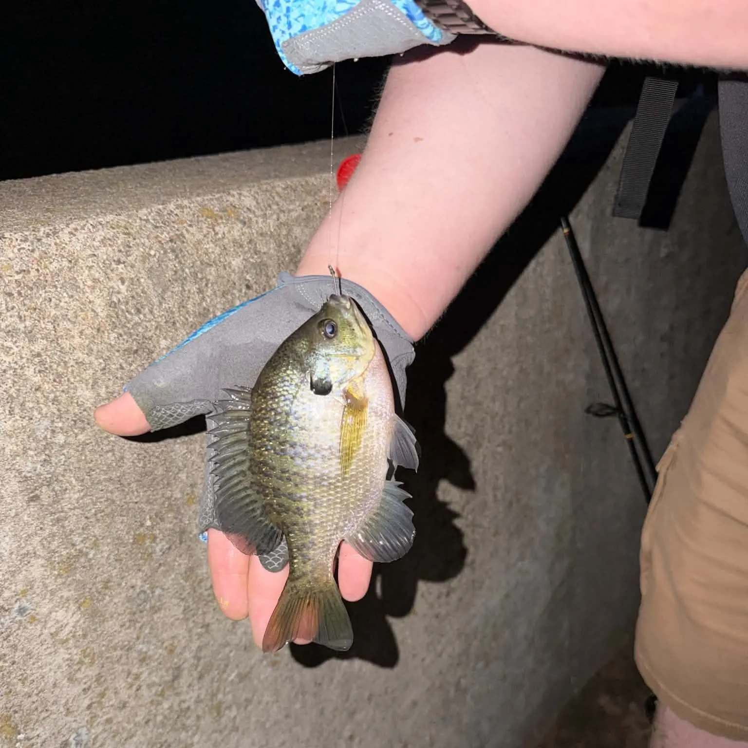 Bluegill caught on Fishbrain