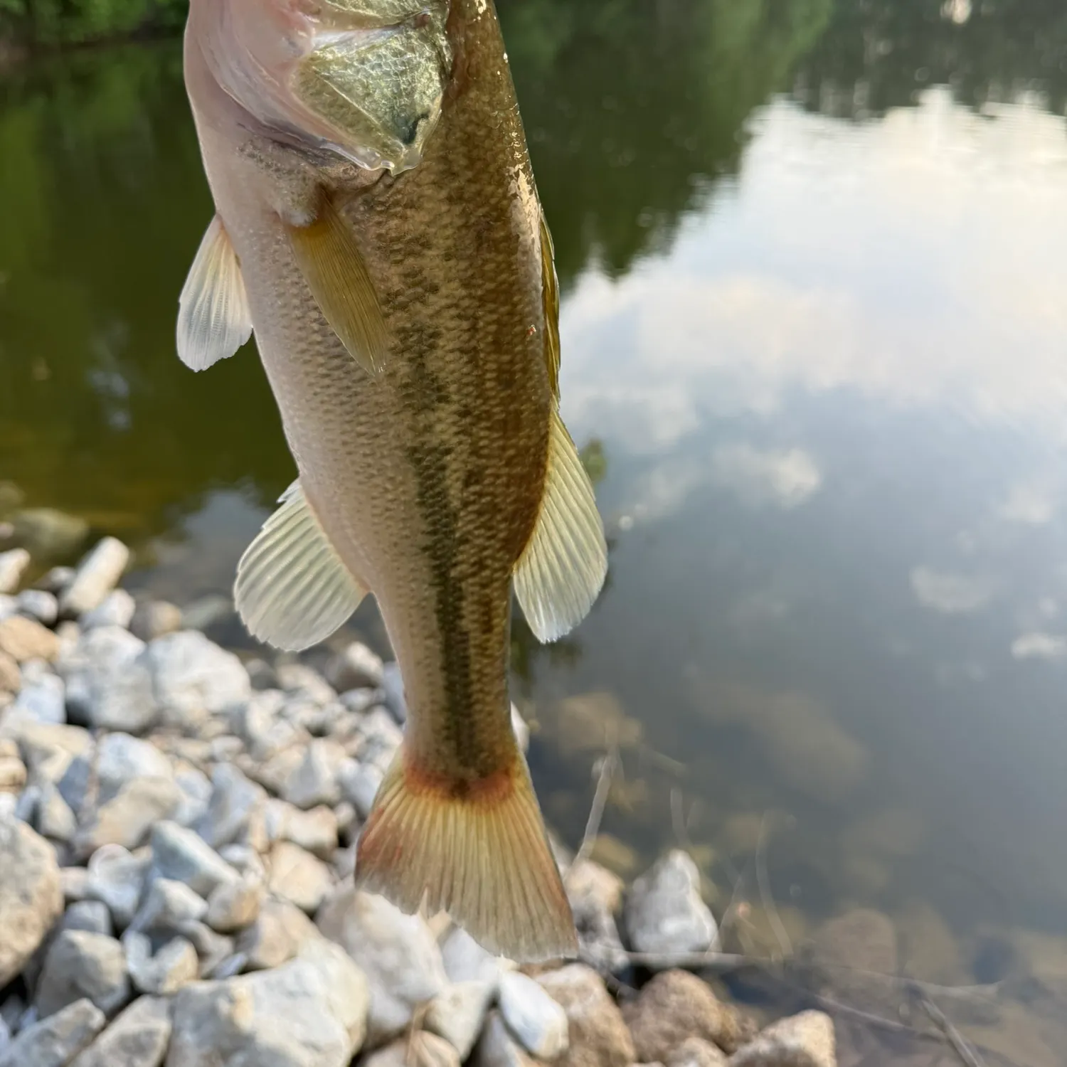 angler catch