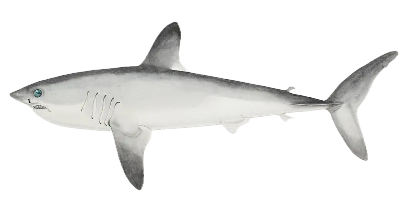 Porbeagle