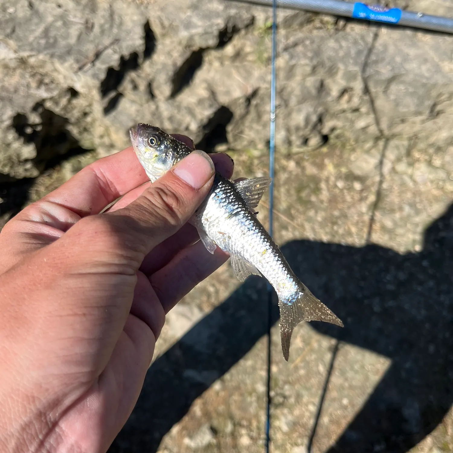 Striped shiner caught on Fishbrain