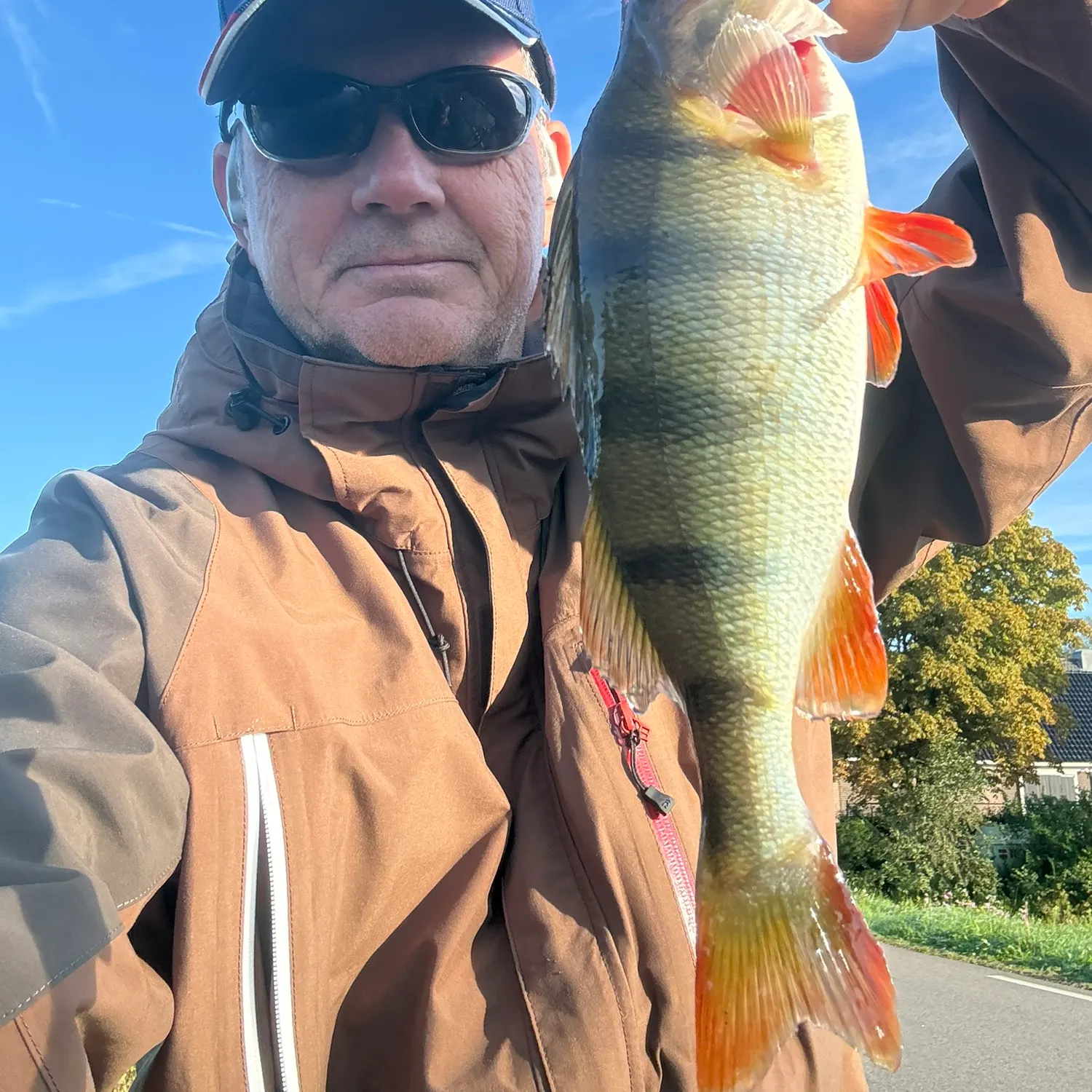 European perch caught on Fishbrain