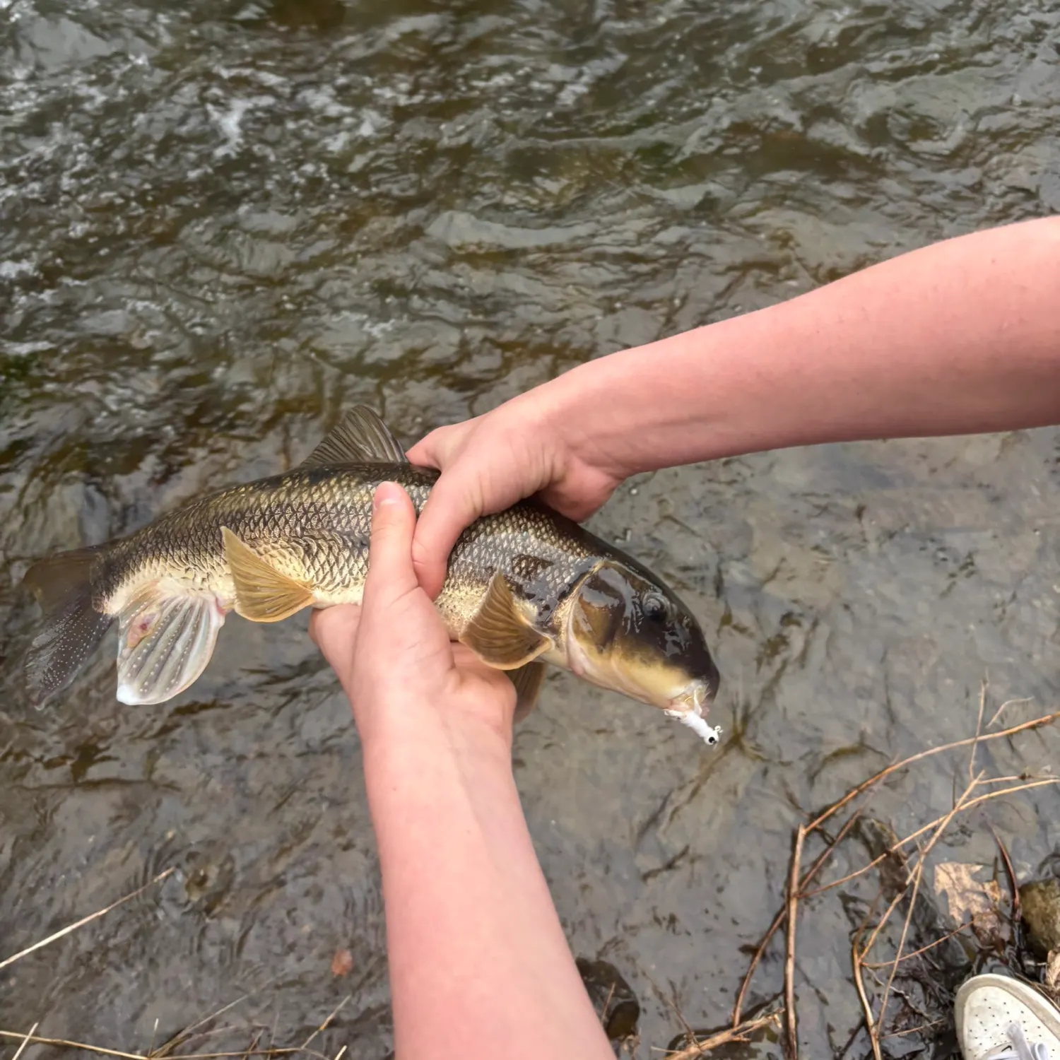 The most recent Northern hogsucker catches on Fishbrain