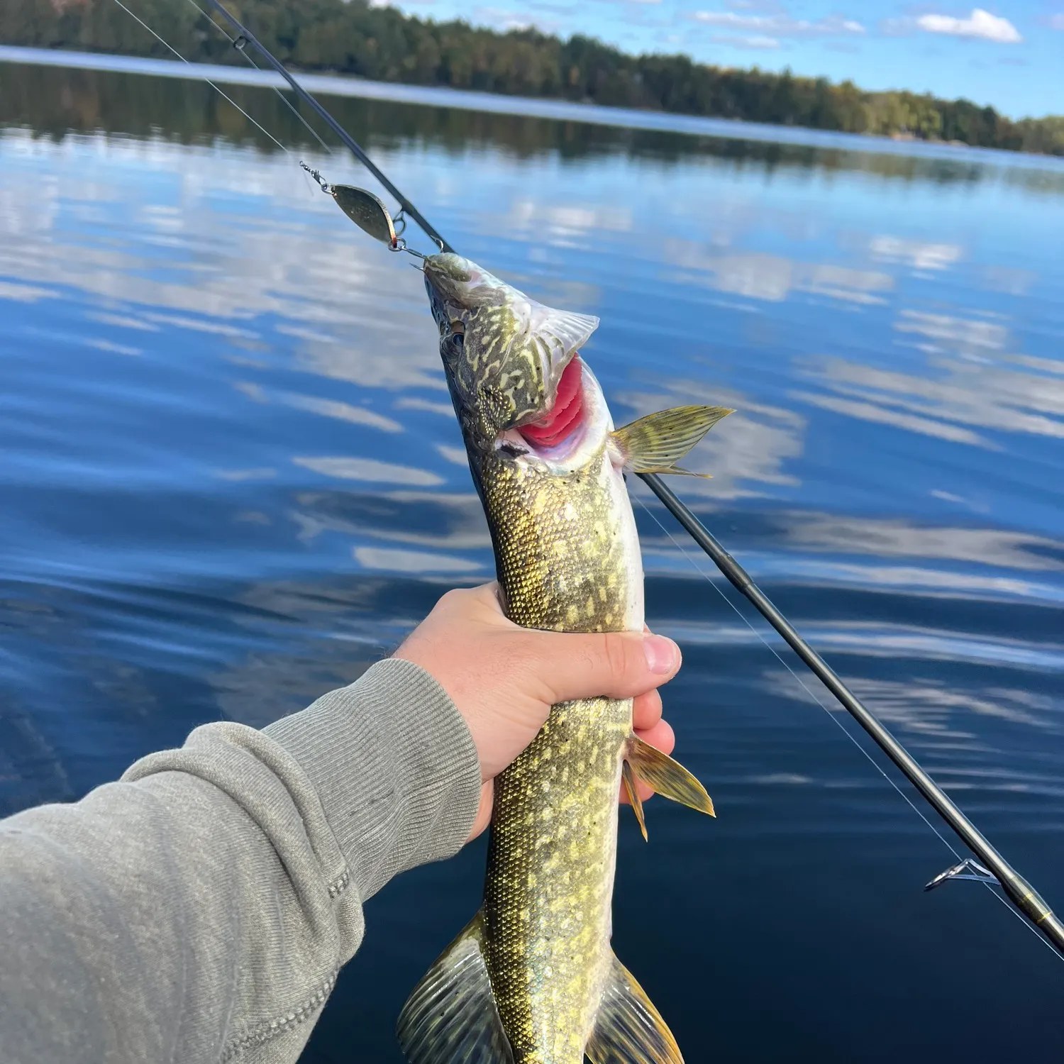 Northern pike caught on Fishbrain