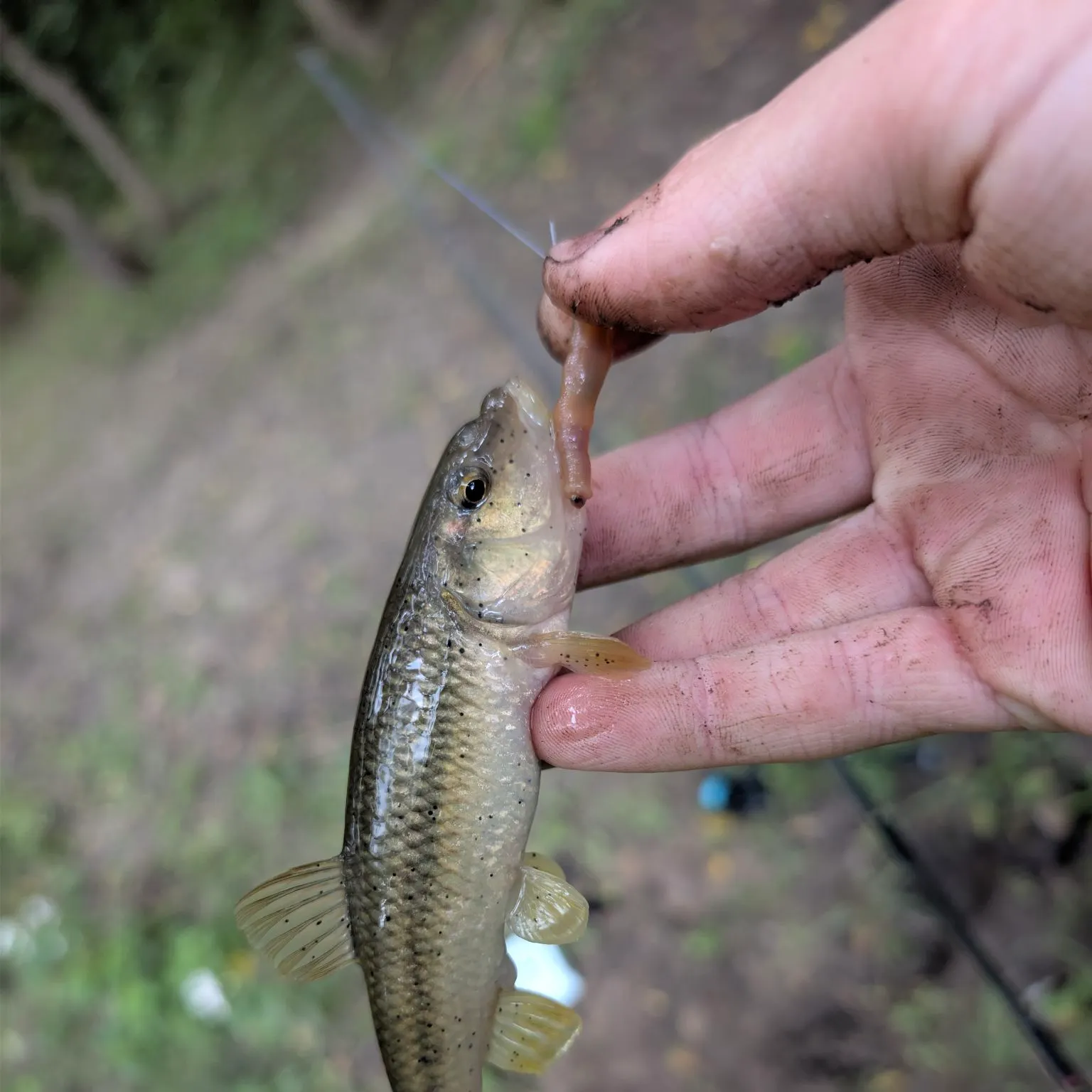 Creek chub caught on Fishbrain