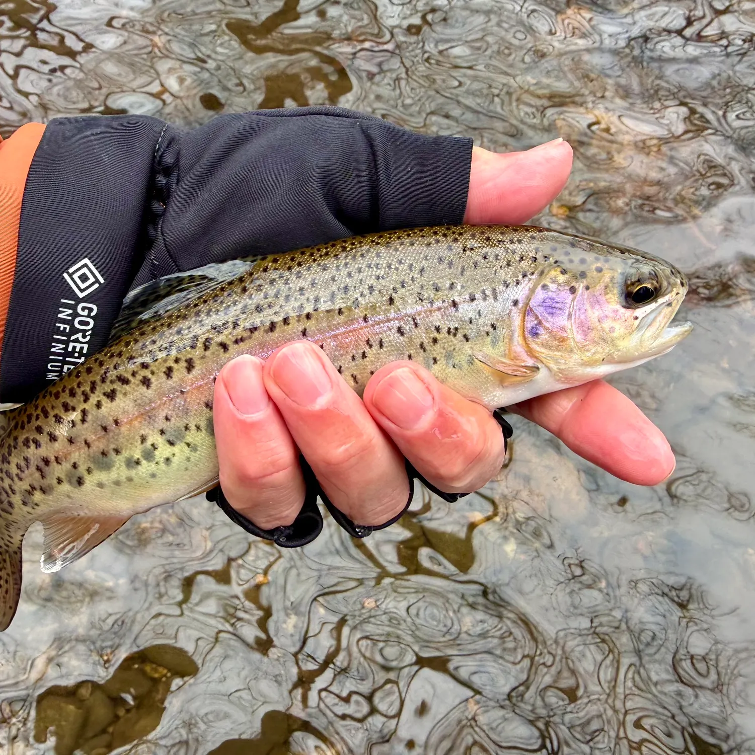 The most recent Rainbow trout catches on Fishbrain