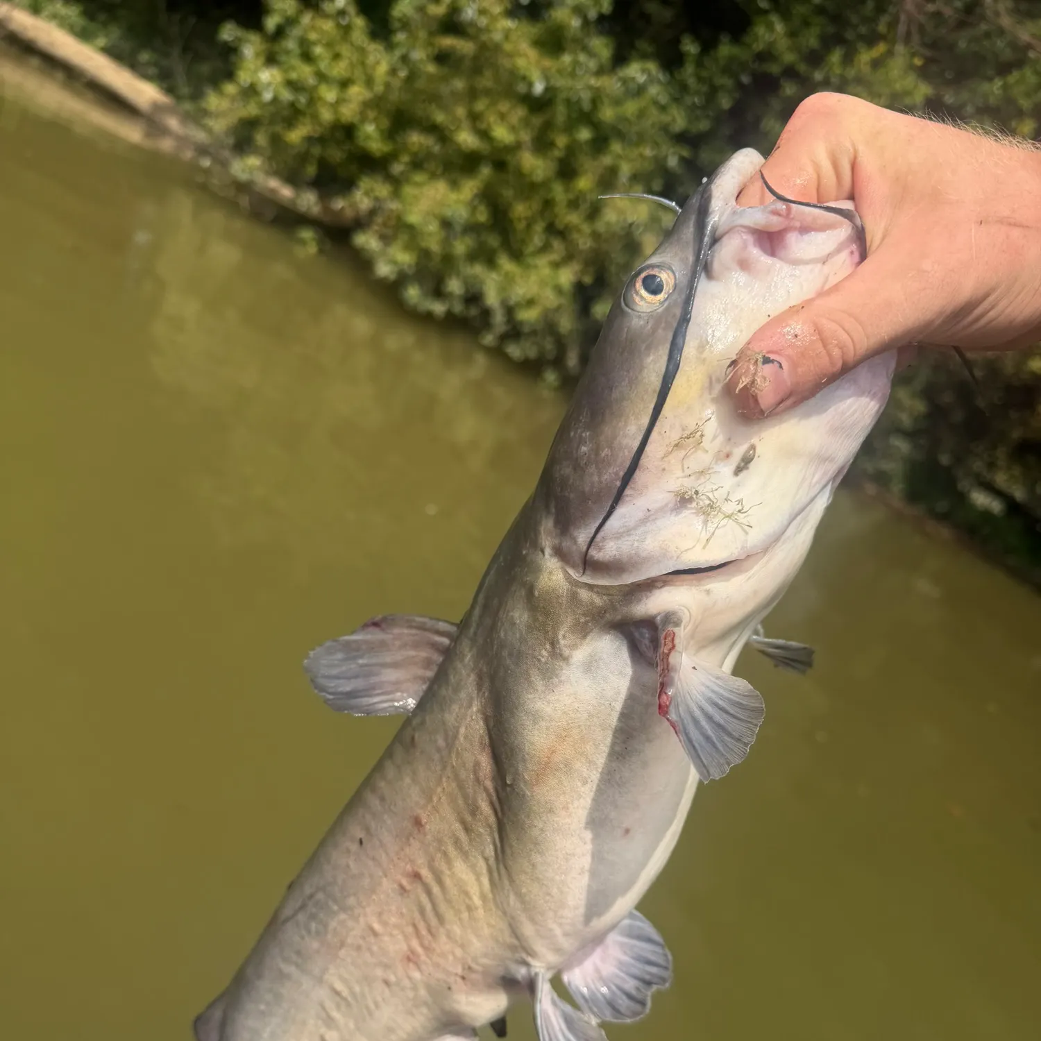 catch