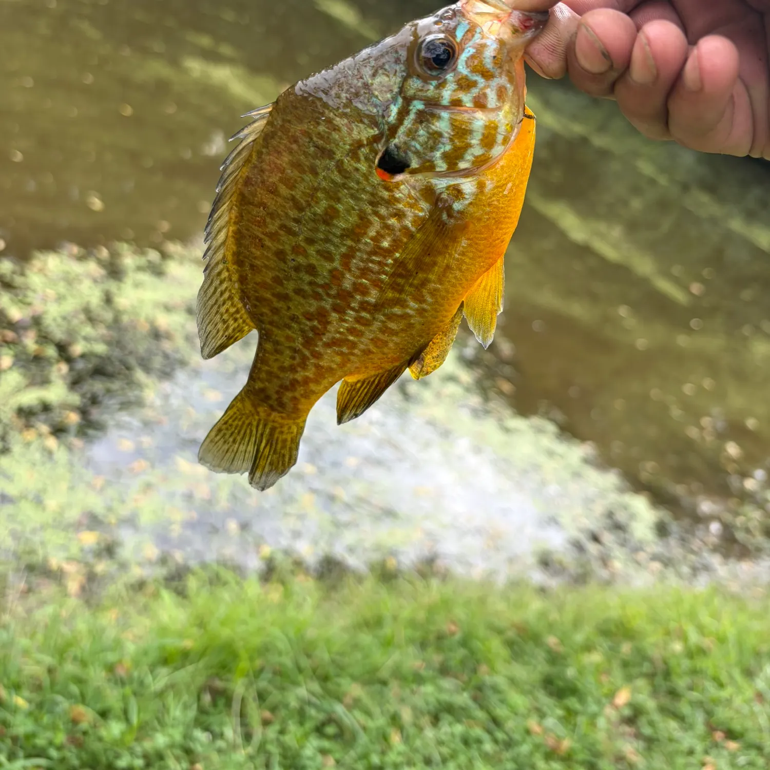 The most recent Pumpkinseed catches on Fishbrain