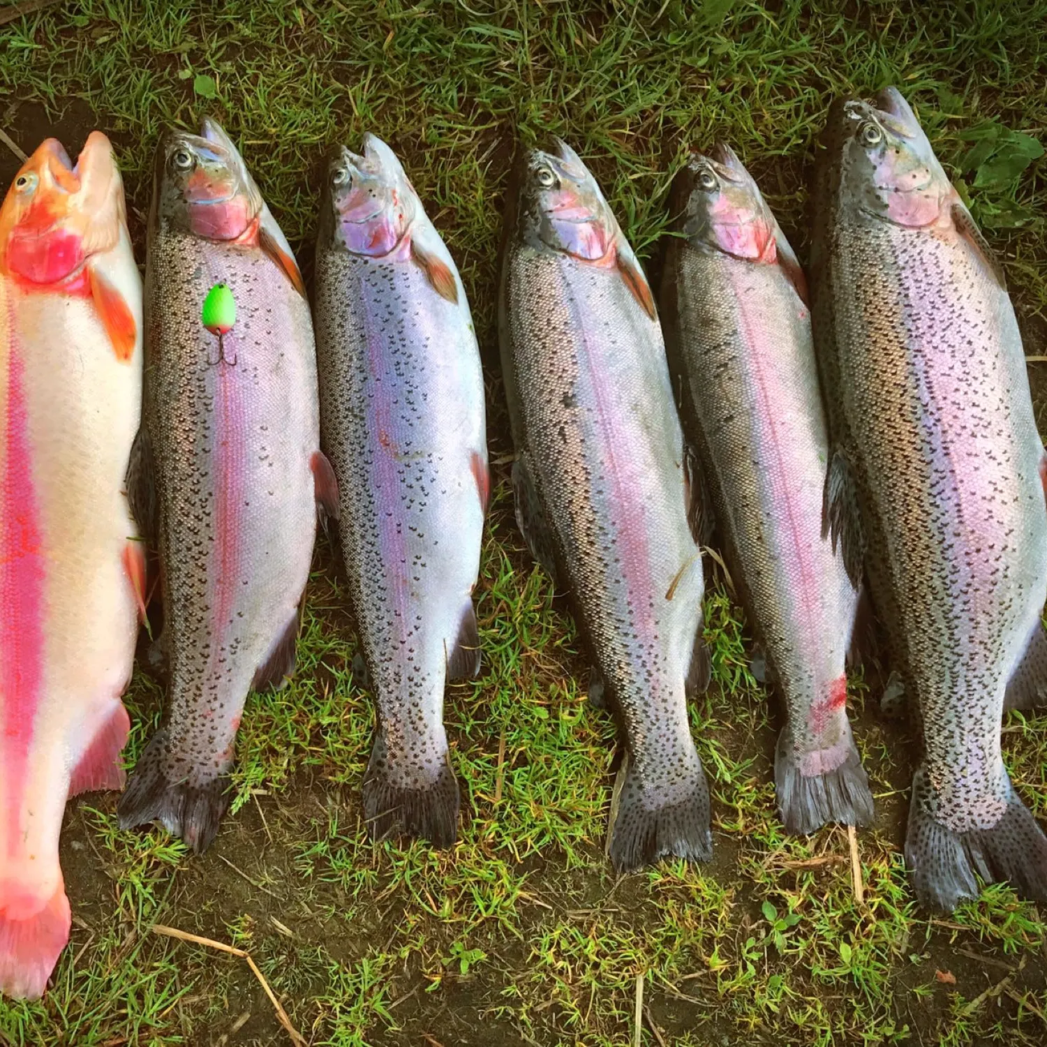 recently logged catches