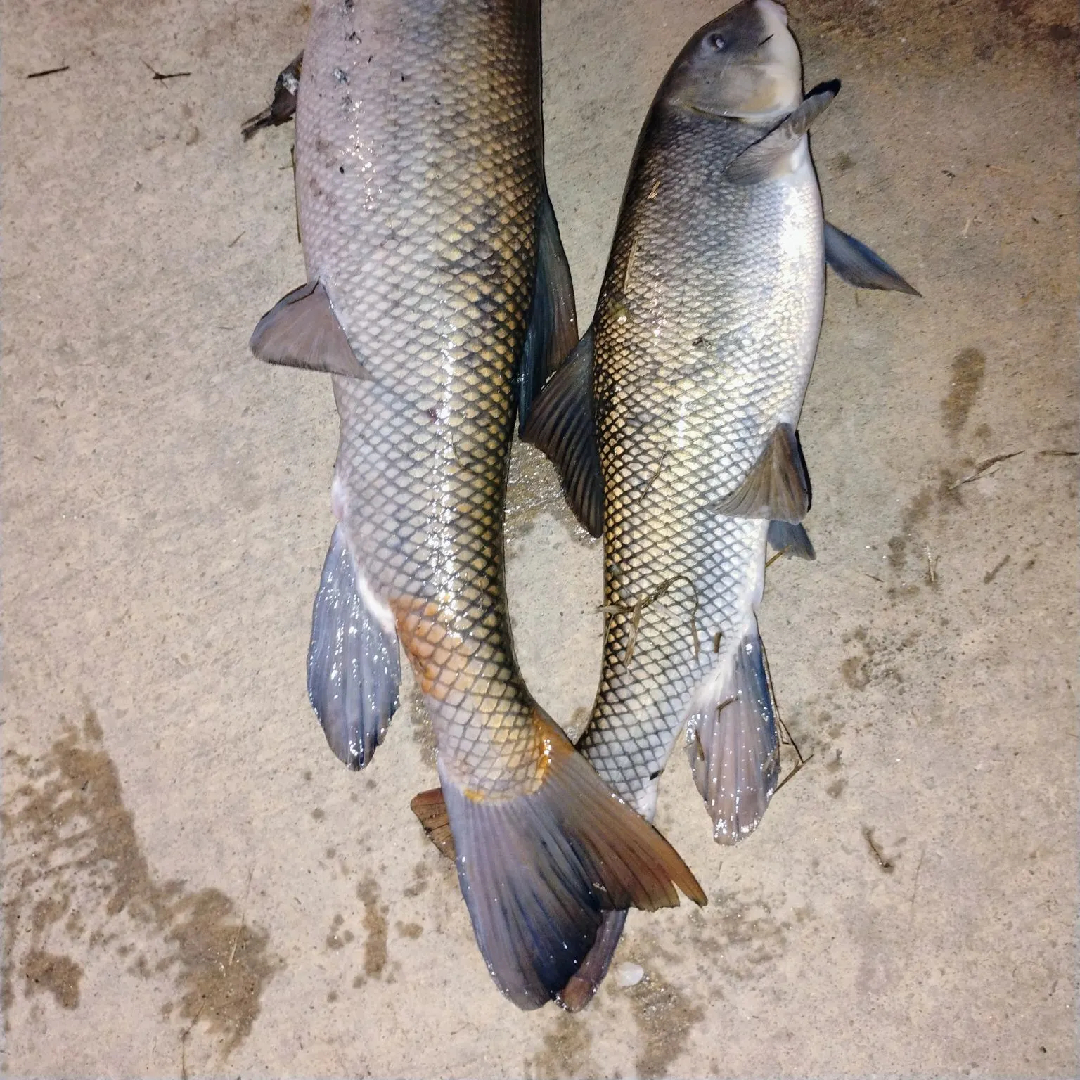 The most recent White sucker catches on Fishbrain