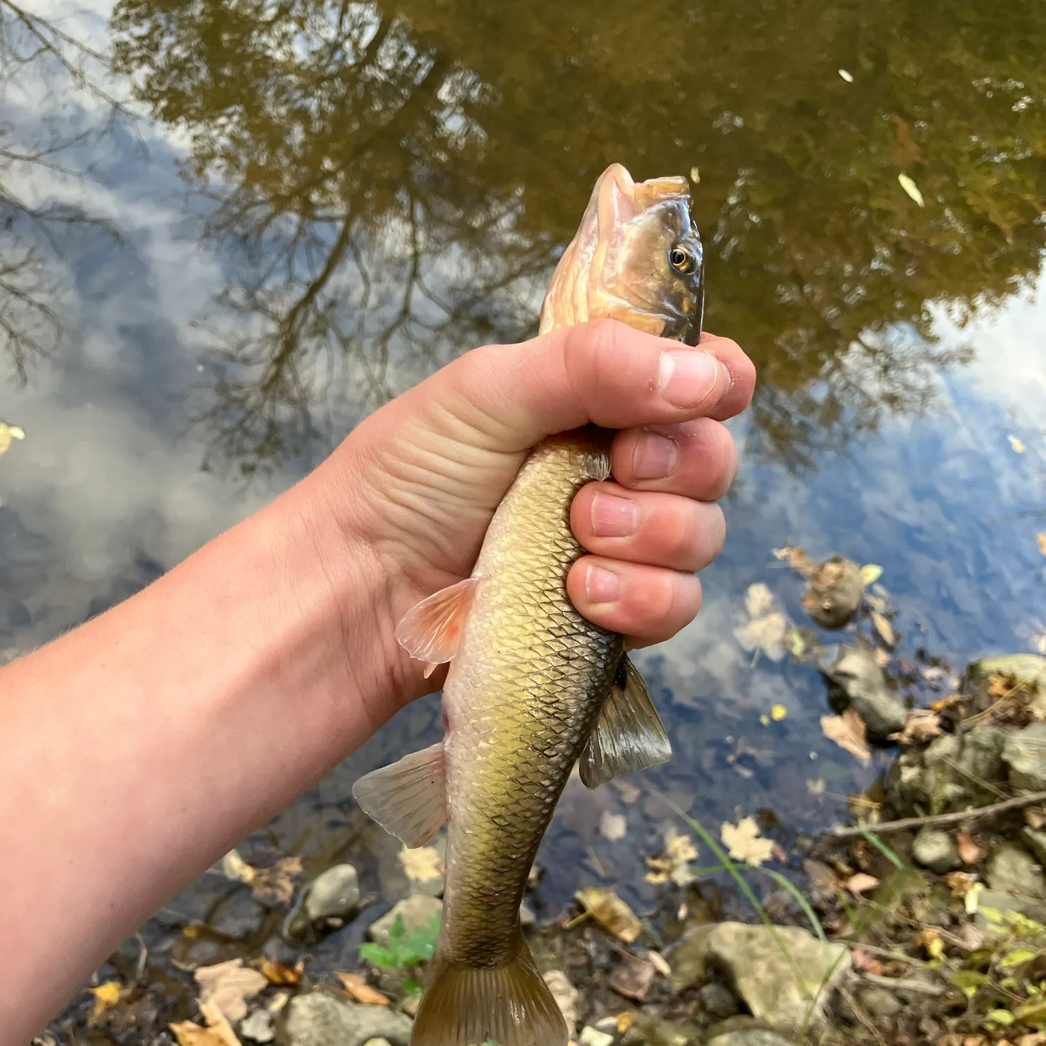 Creek chub caught on Fishbrain