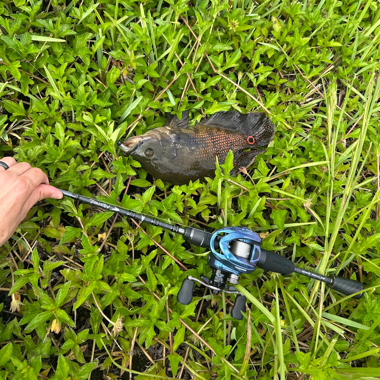 Oscar caught on Fishbrain