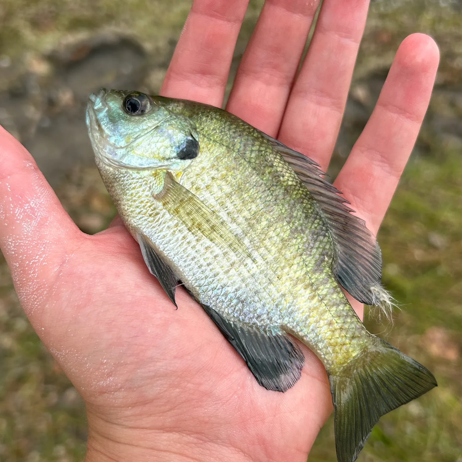 angler catch