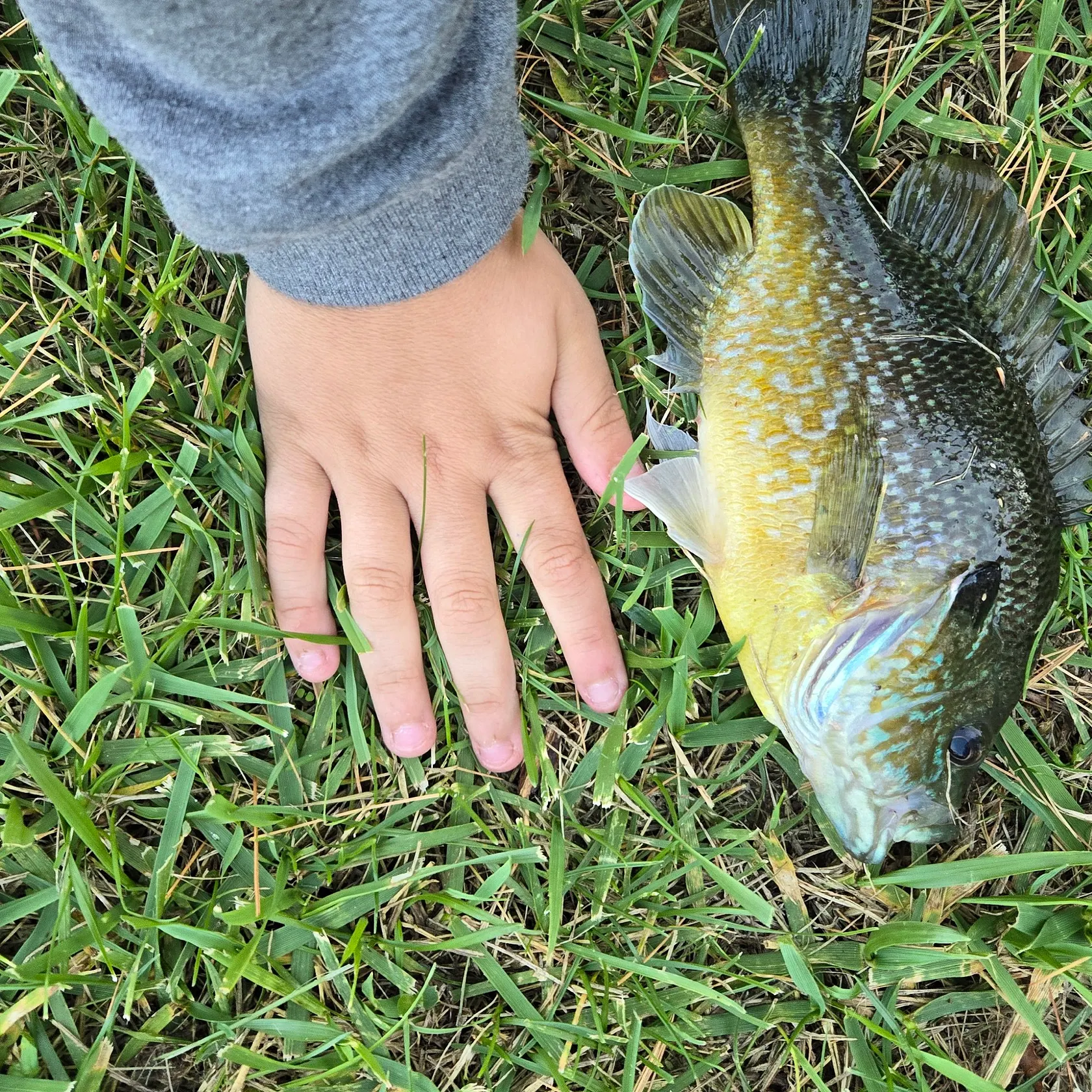 Greengill hybrid caught on Fishbrain