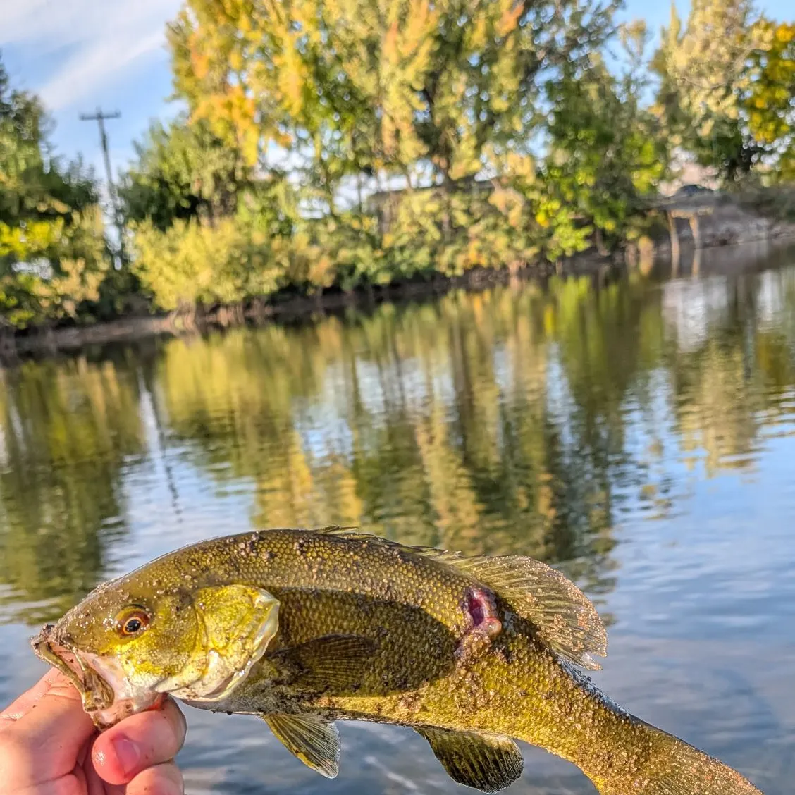 Smallmouth bass caught on Fishbrain