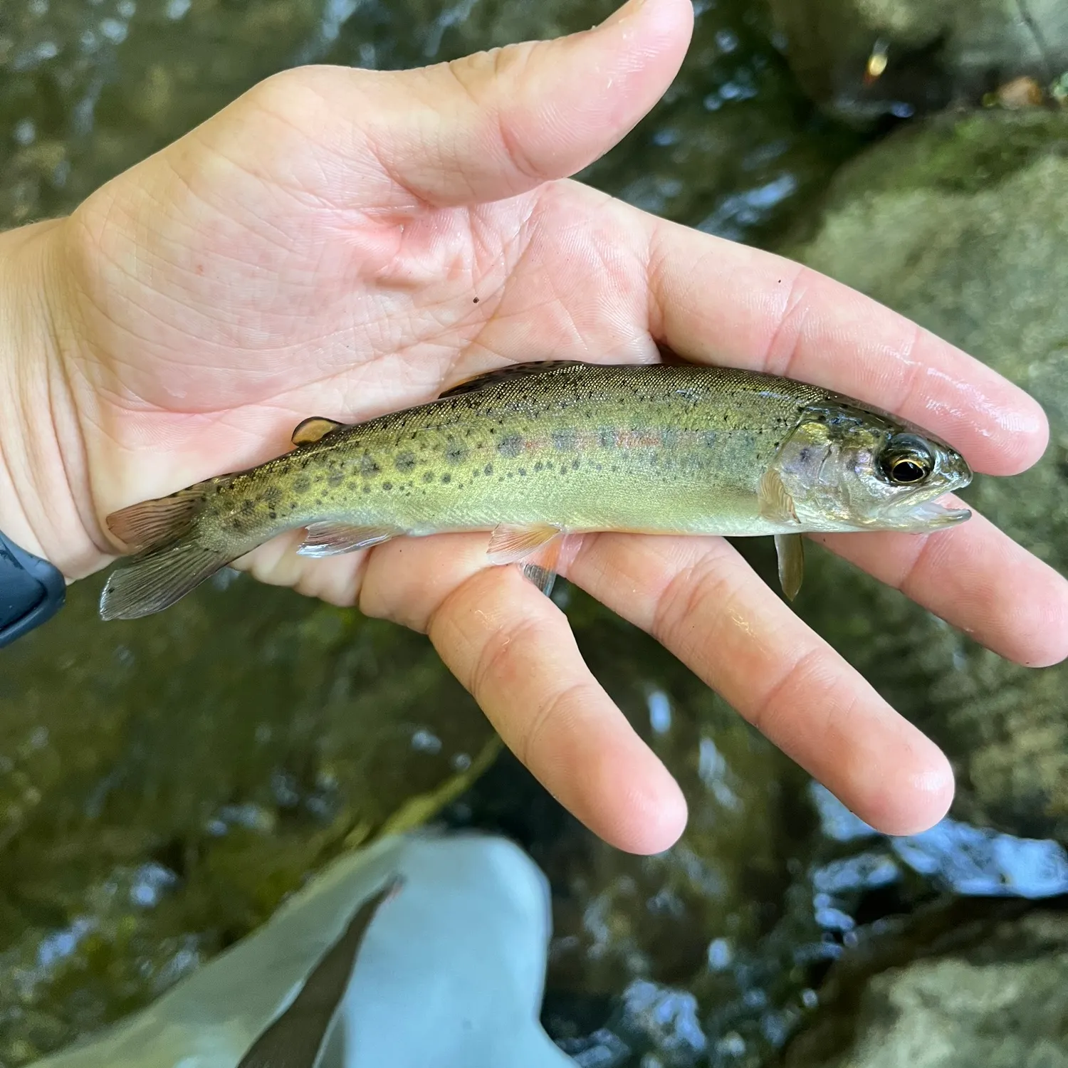 The most recent Steelhead catches on Fishbrain