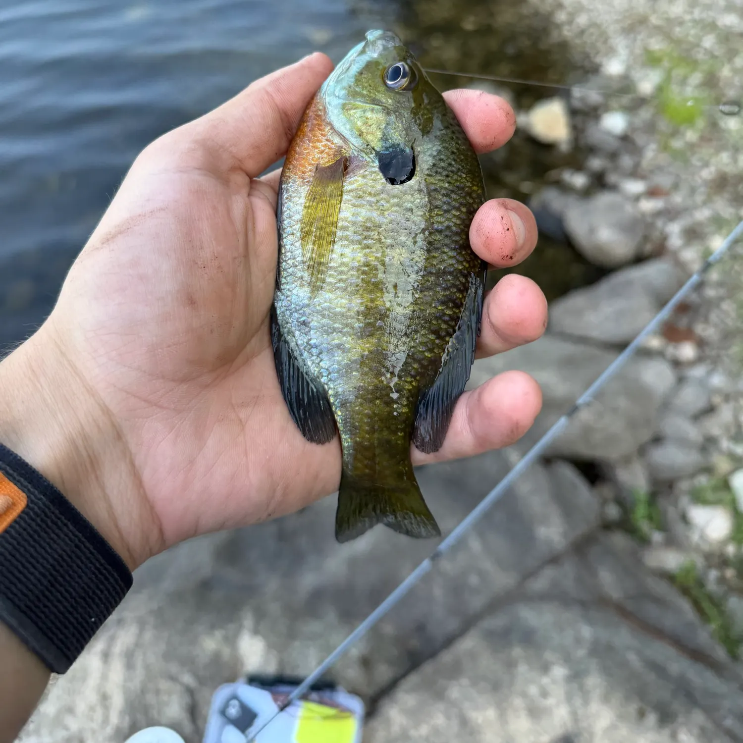catch