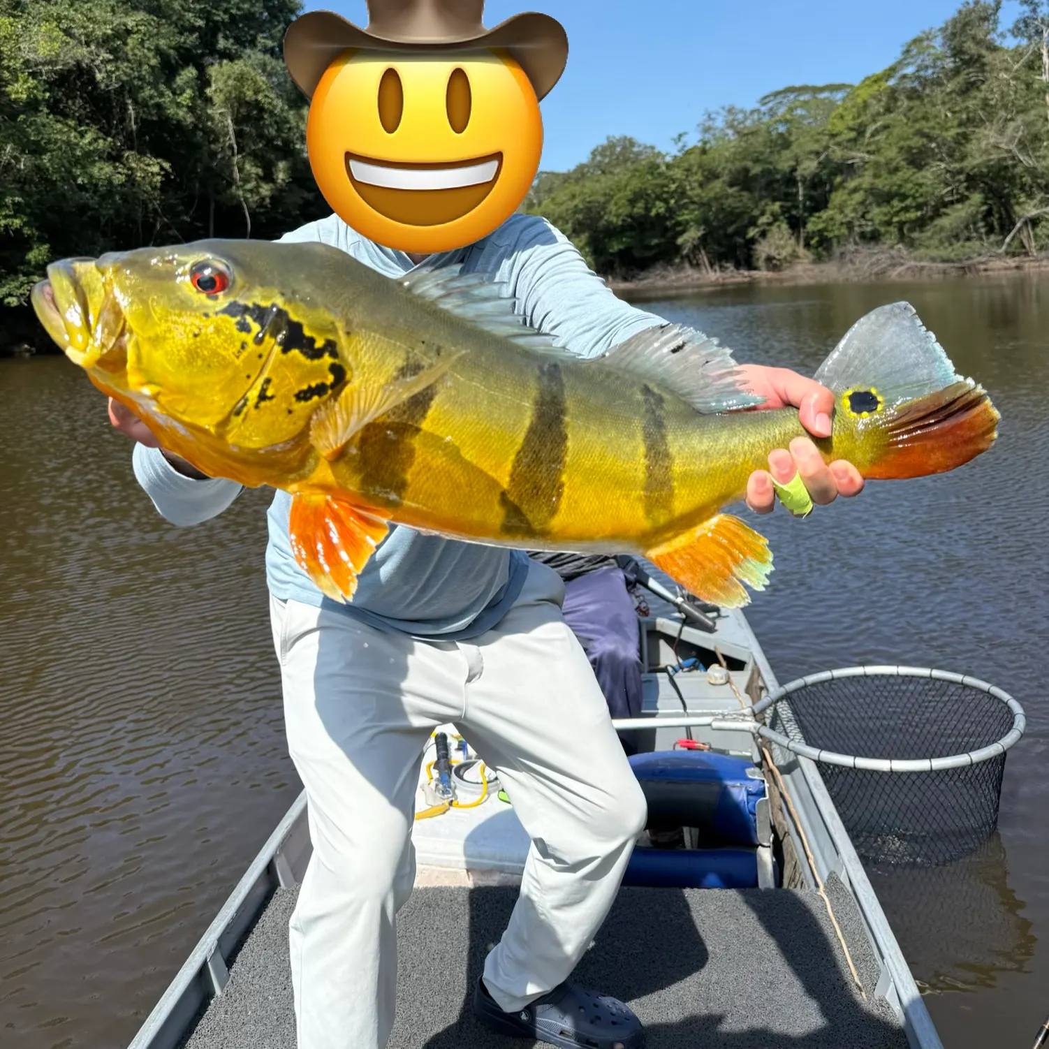 The most recent Speckled peacock bass catches on Fishbrain