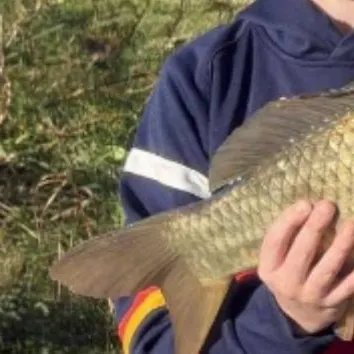 Common carp caught on Fishbrain