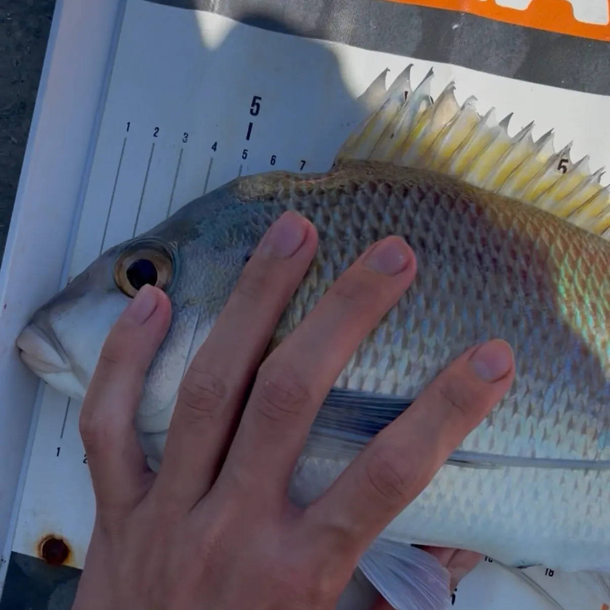 Blue morwong caught on Fishbrain