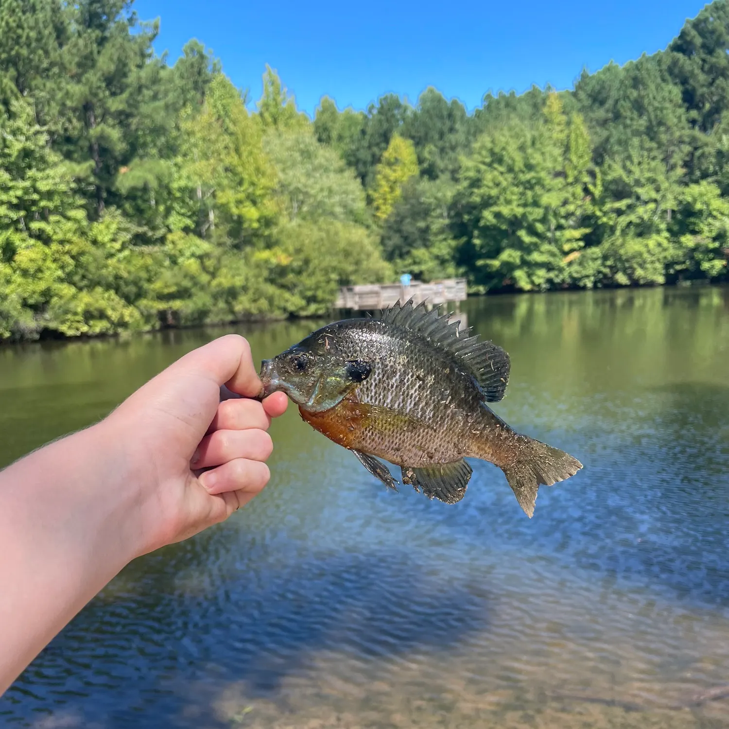 Redbreast sunfish caught on Fishbrain