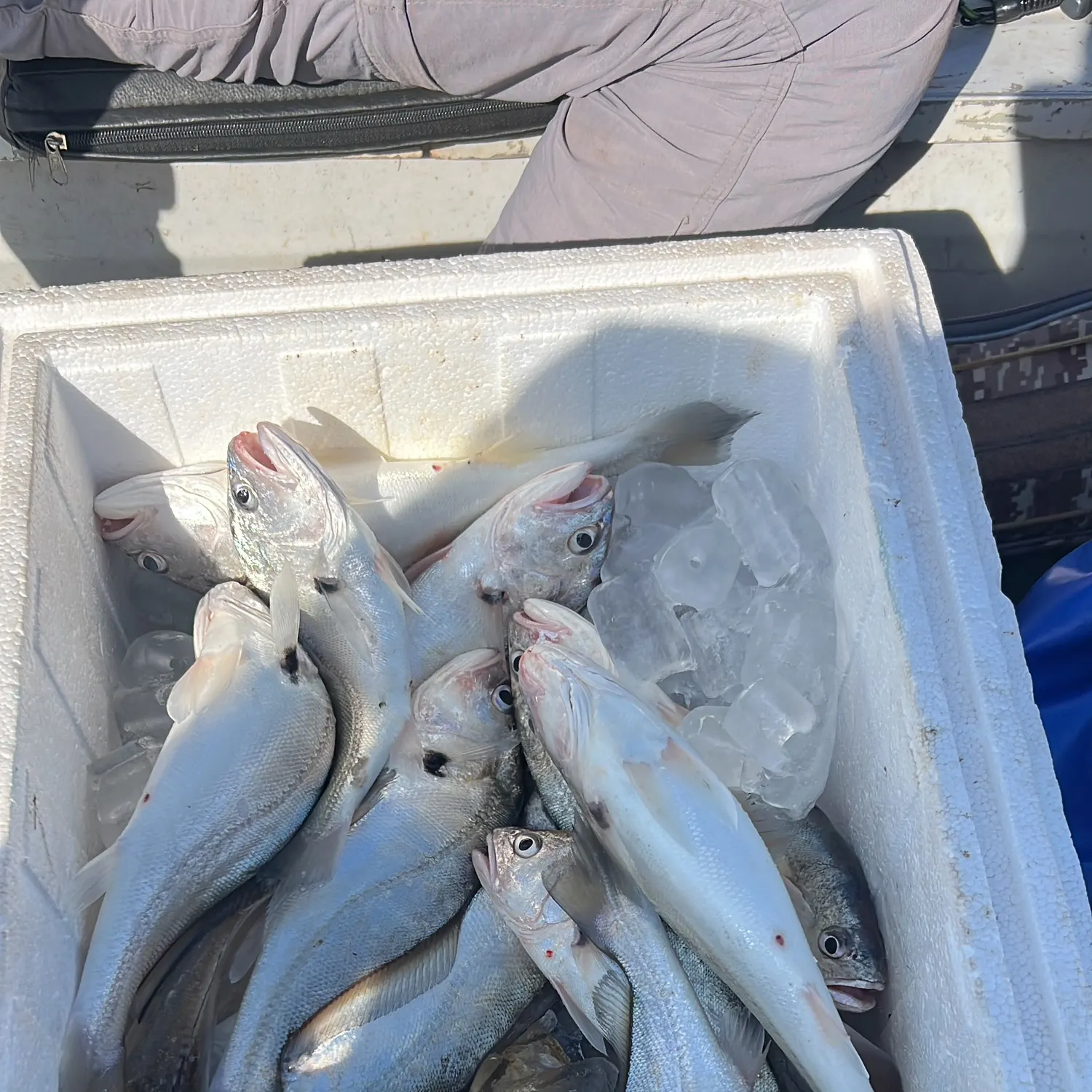 The most recent South American silver croaker catches on Fishbrain