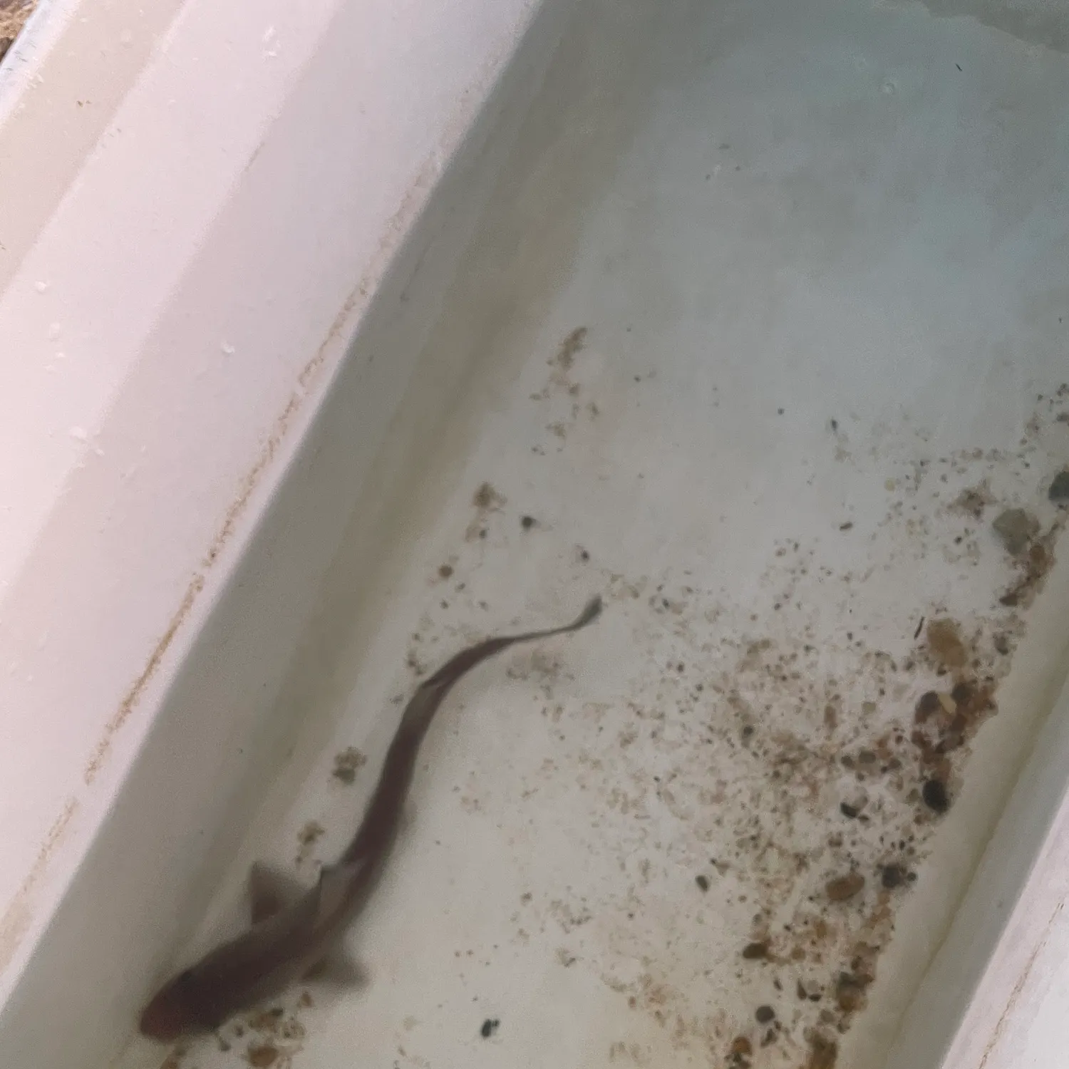 Dusky smooth-hound caught on Fishbrain