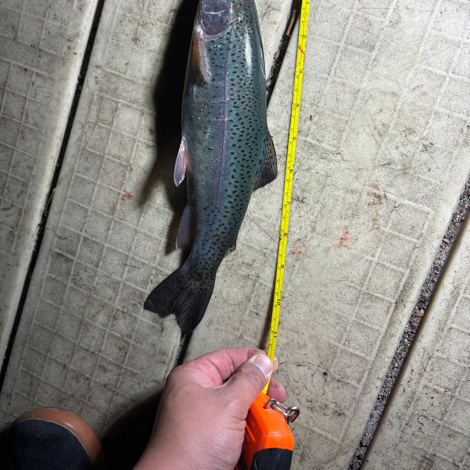 recently logged catches