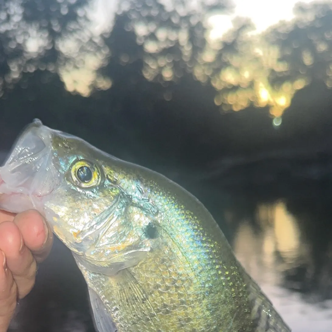 White crappie caught on Fishbrain