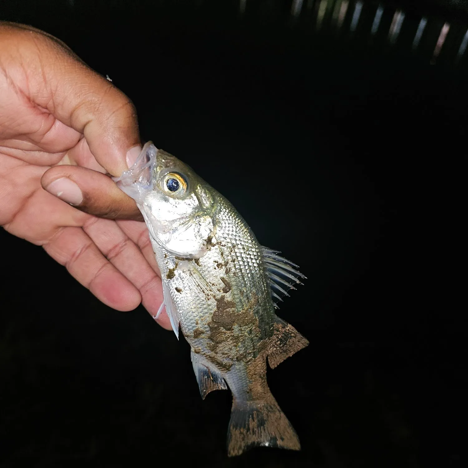 White bass caught on Fishbrain