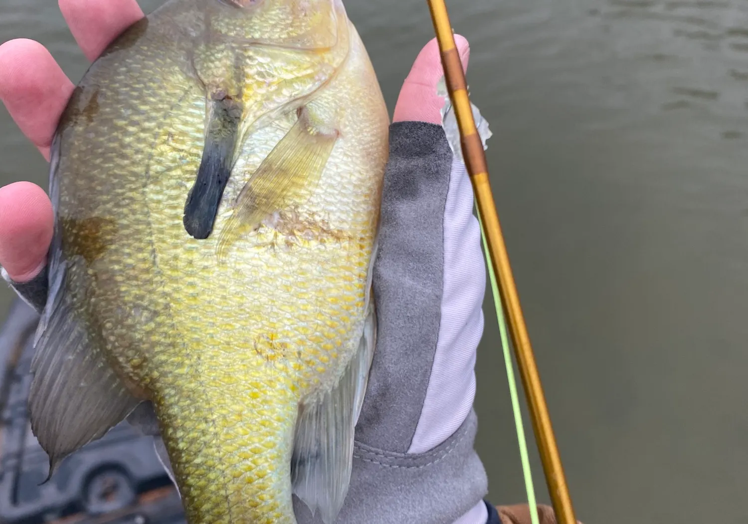 Coppernose bluegill