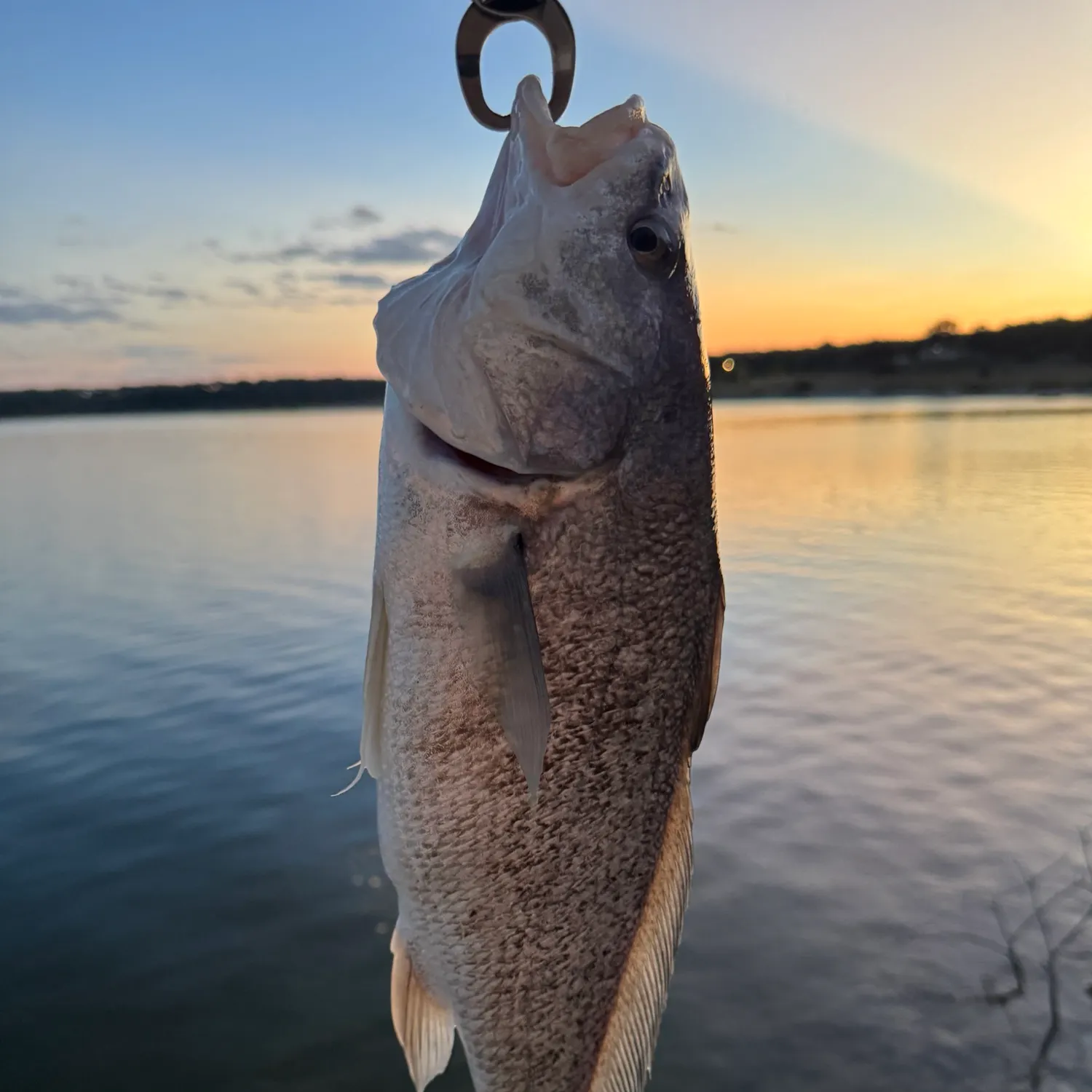 Freshwater drum caught on Fishbrain