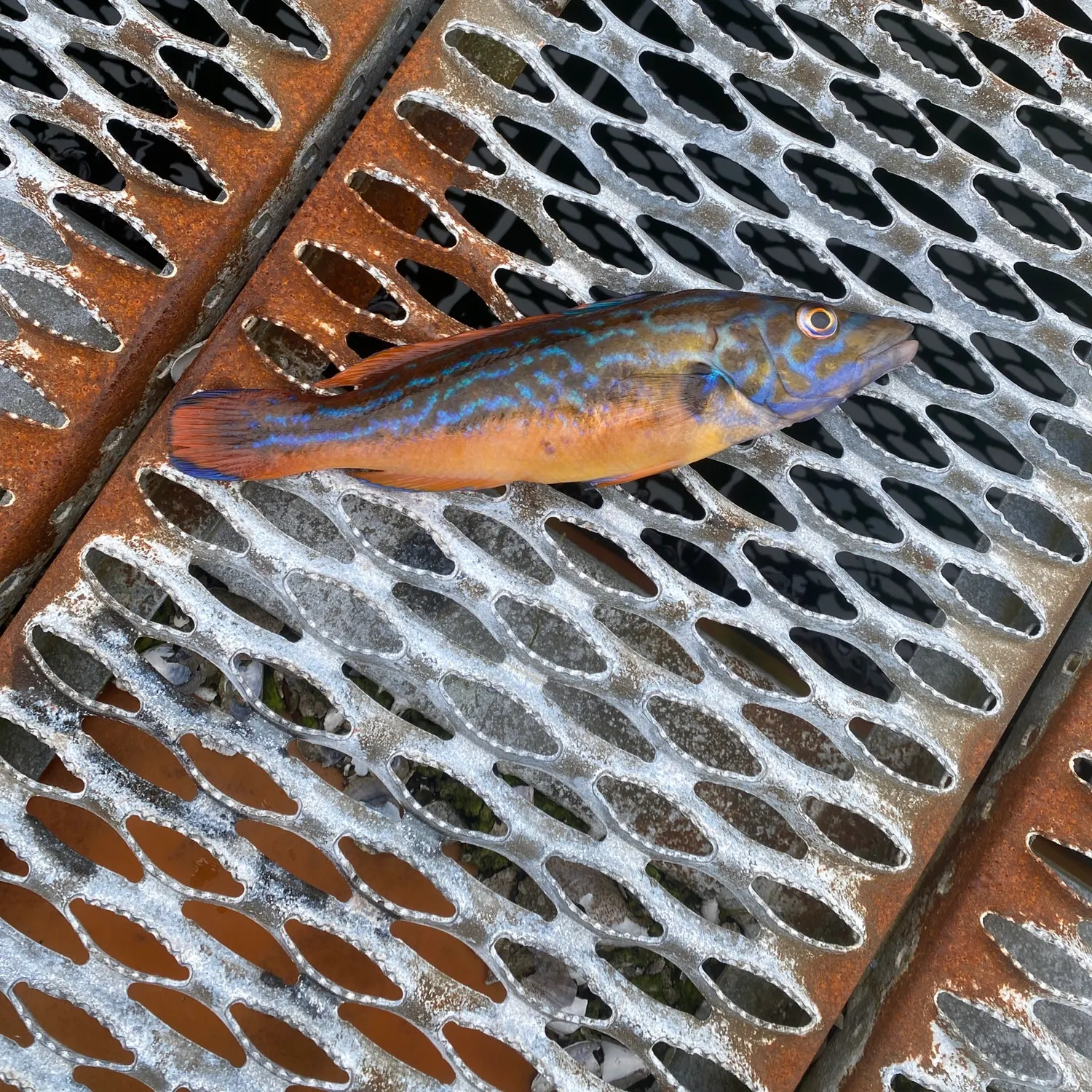 Fish caught on Fishbrain