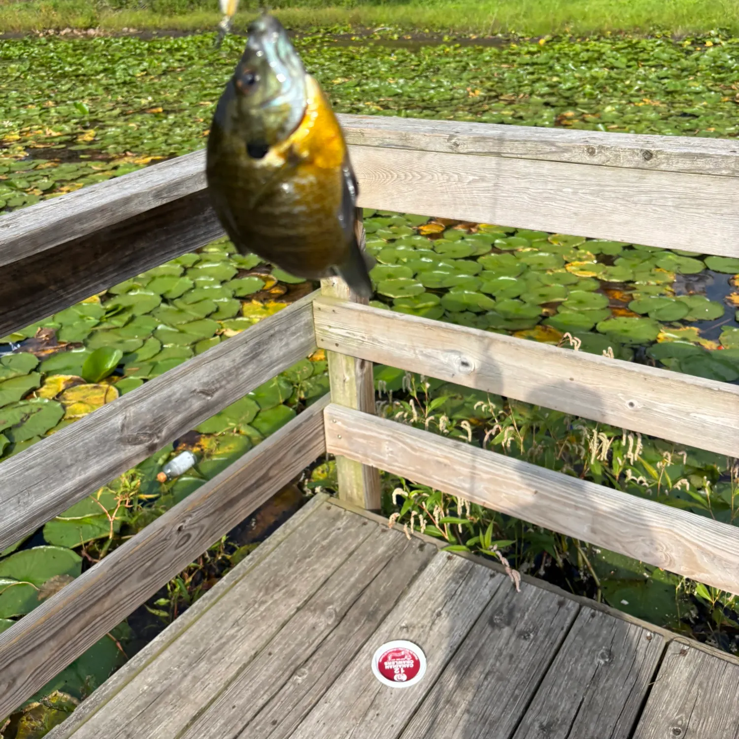 Bluegill caught on Fishbrain
