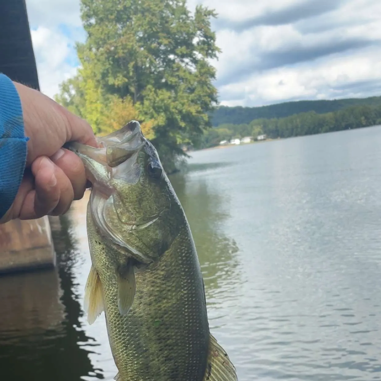 Spotted bass caught on Fishbrain