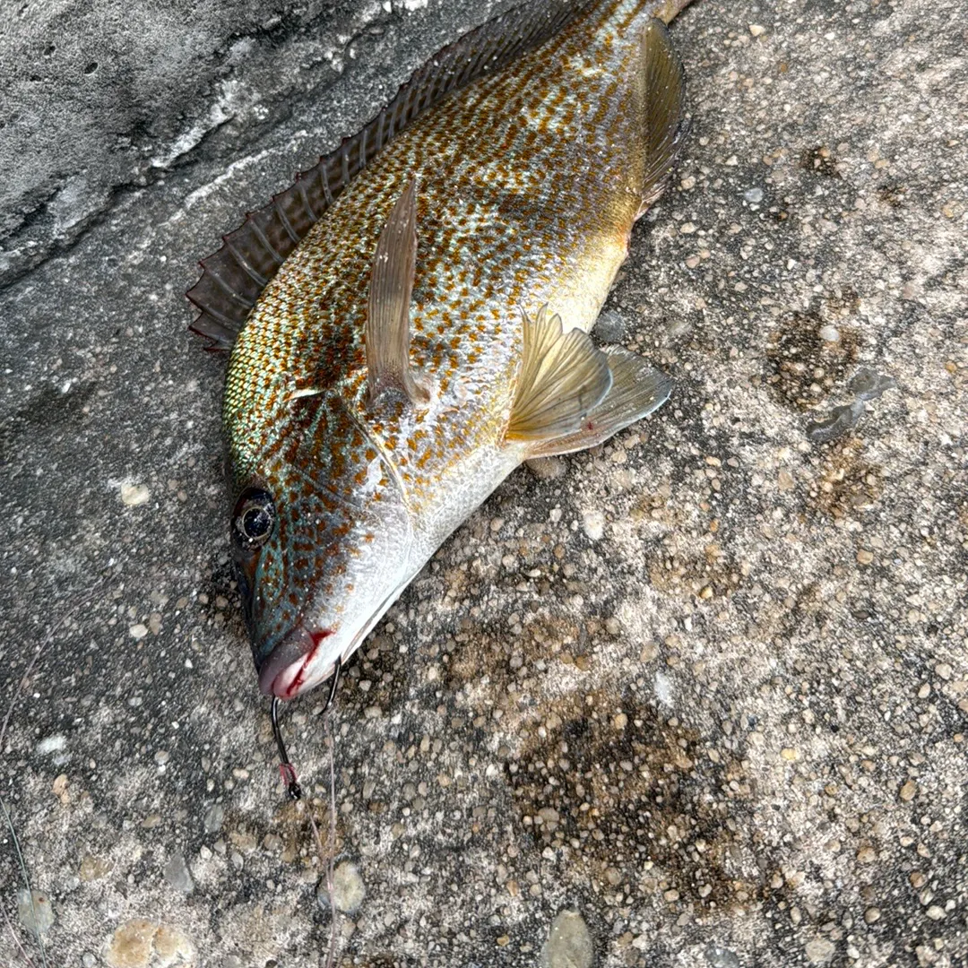 White grunt caught on Fishbrain