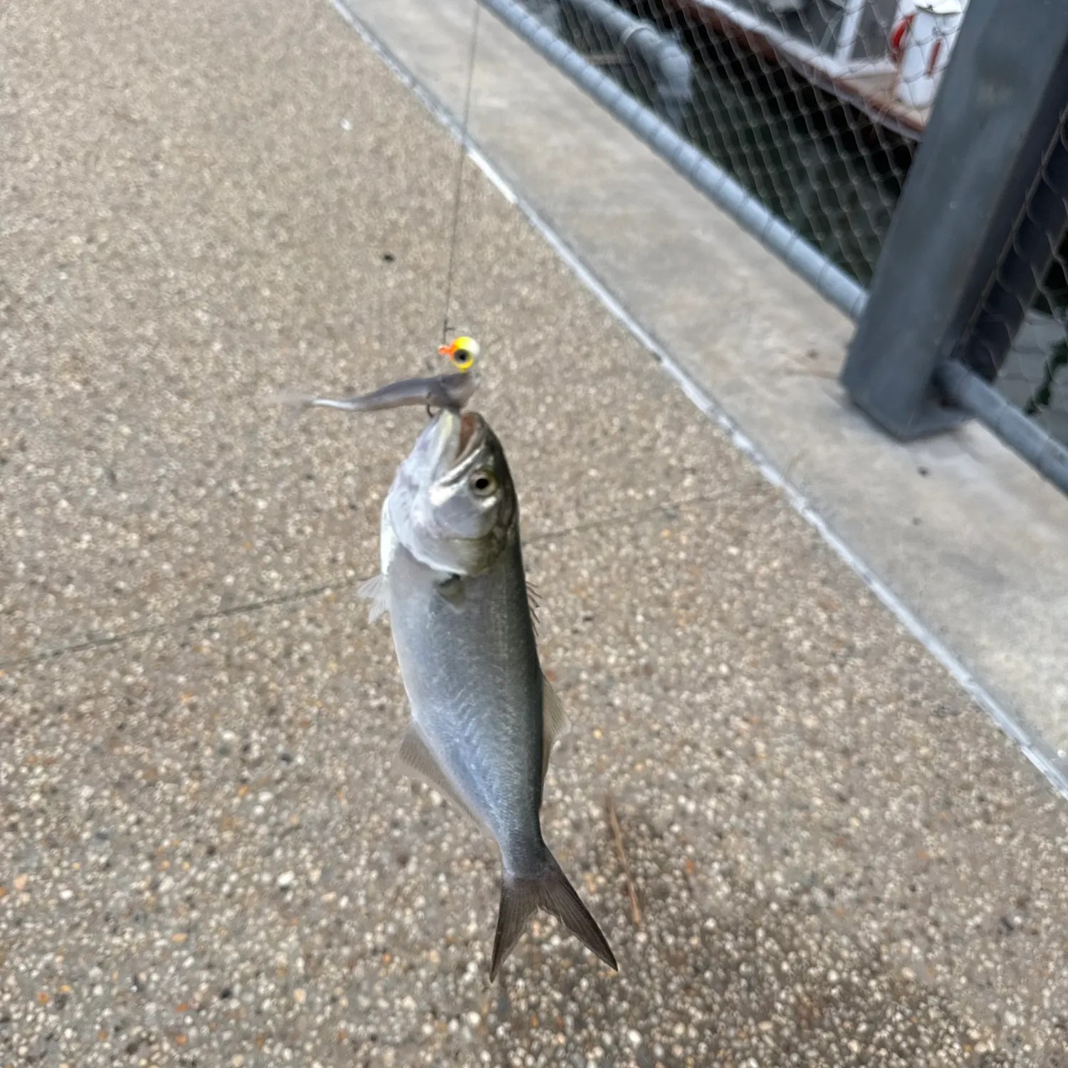 Bluefish caught on Fishbrain