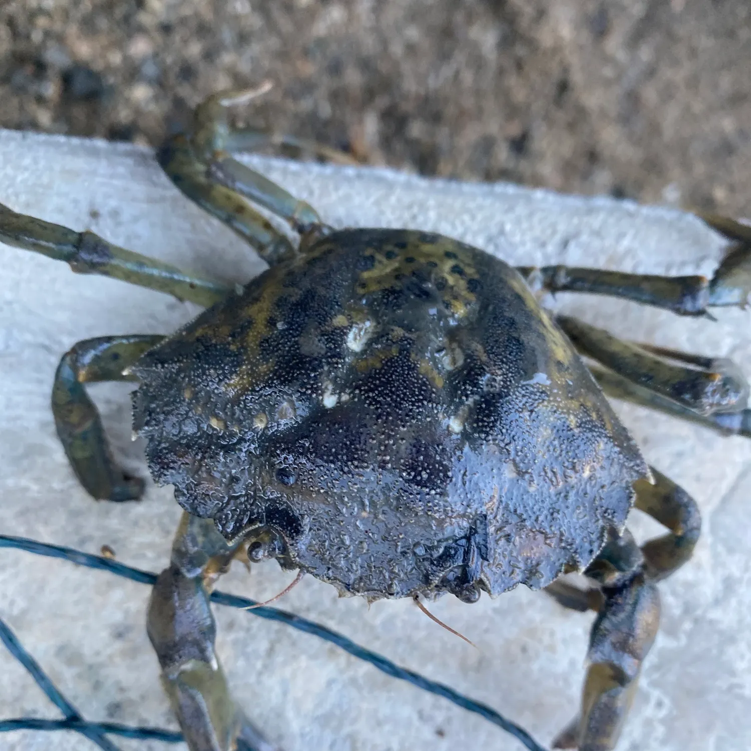 Green crab caught on Fishbrain
