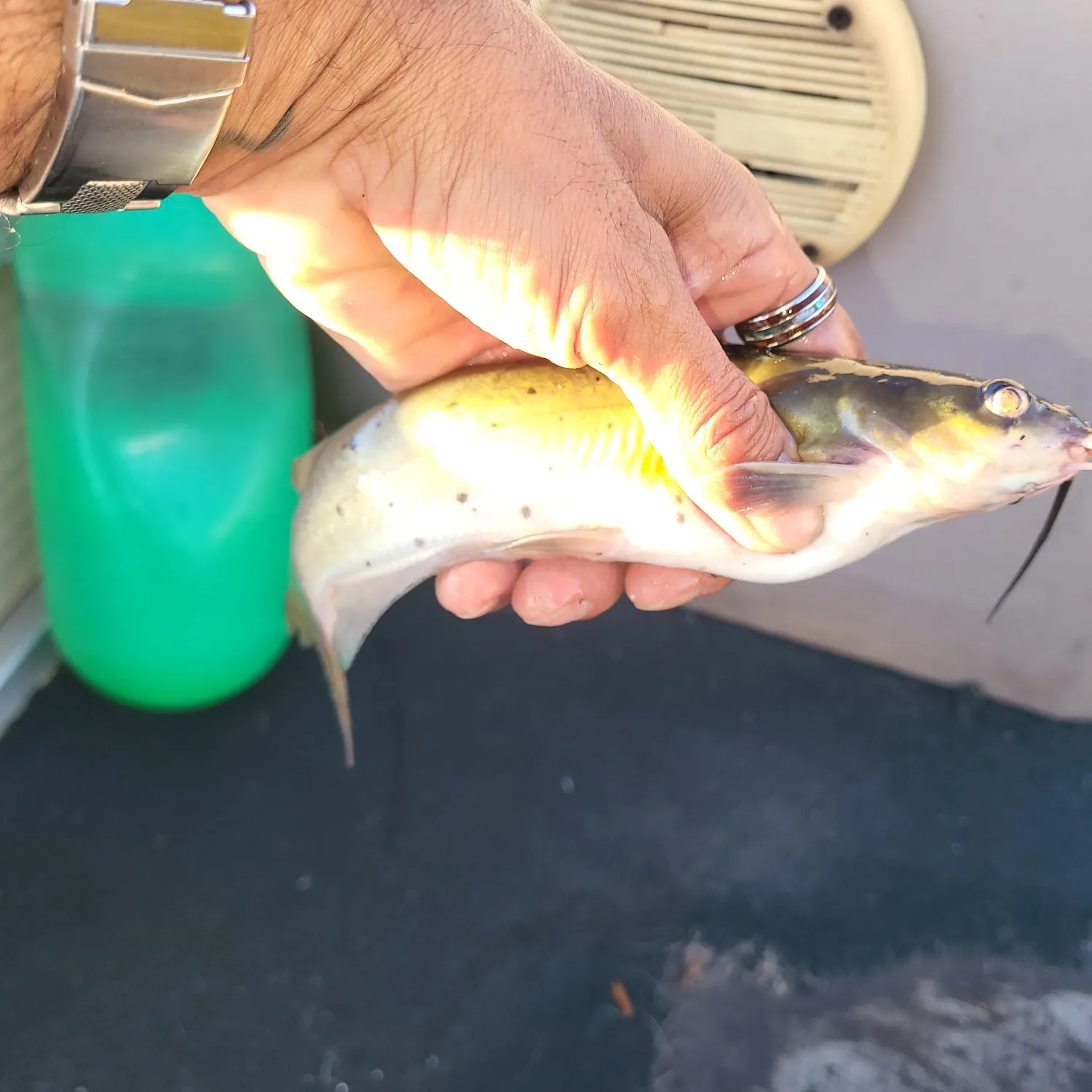catch