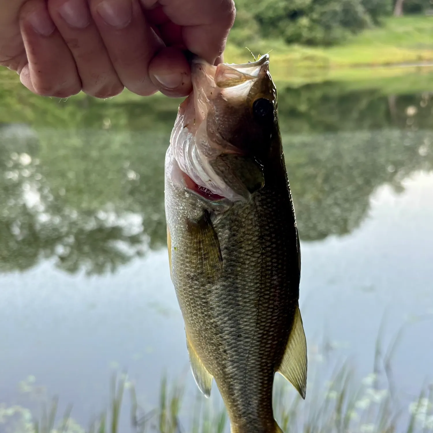 Smallmouth bass caught on Fishbrain