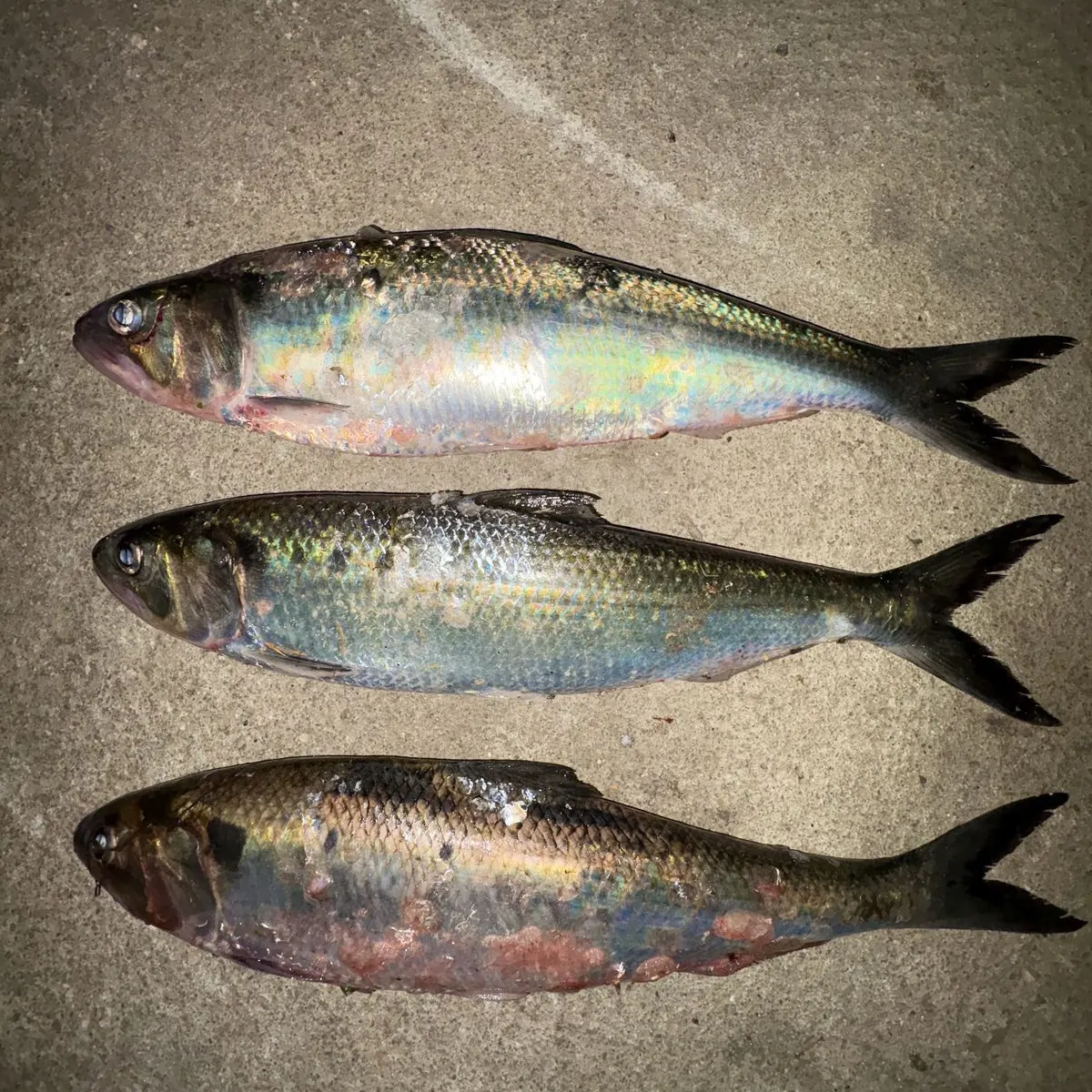 The most recent Thicklip grey mullet catches on Fishbrain