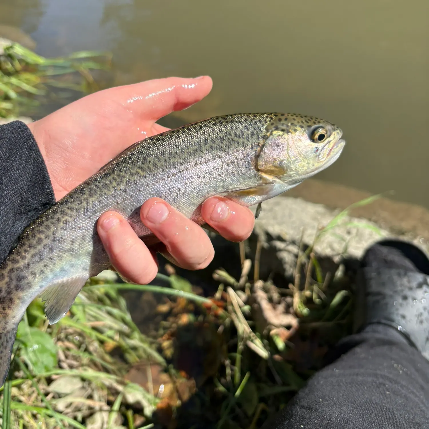 Rainbow trout caught on Fishbrain
