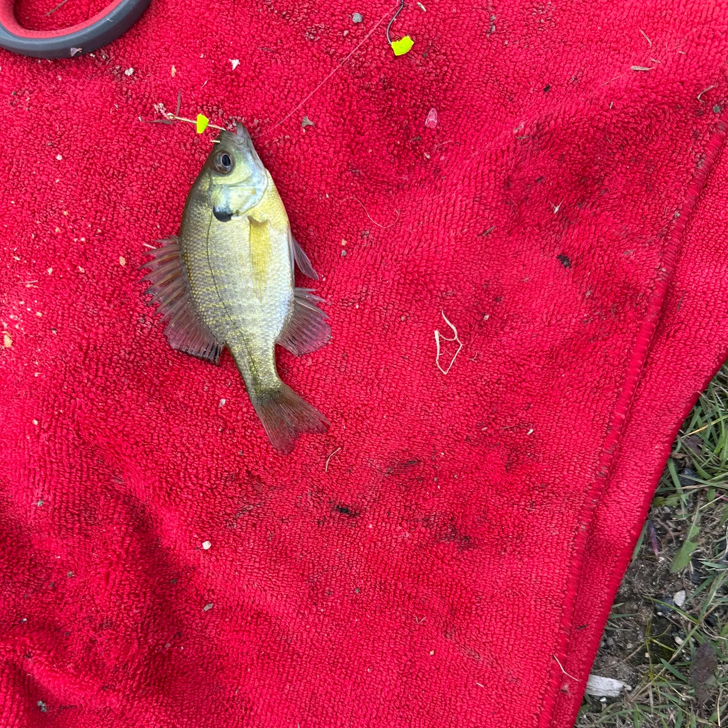 Bluegill caught on Fishbrain