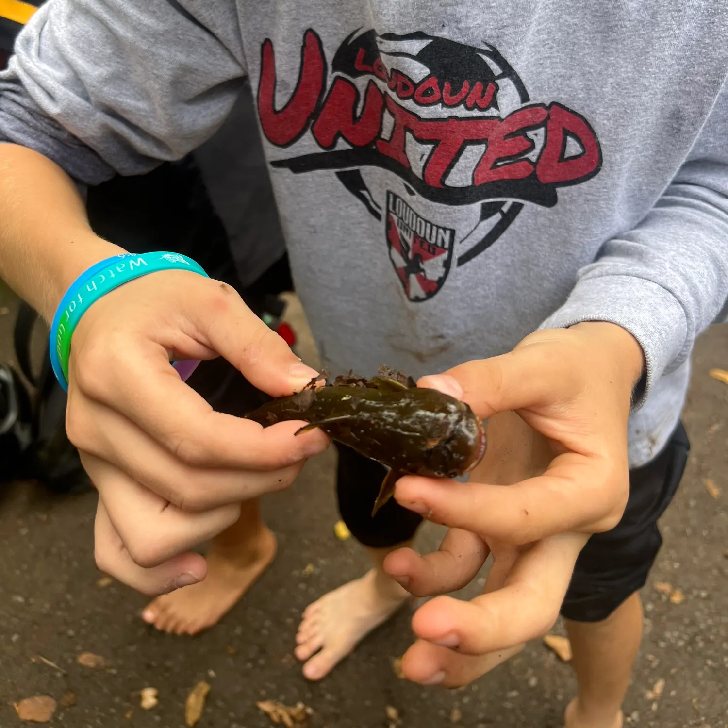 Yellow bullhead caught on Fishbrain