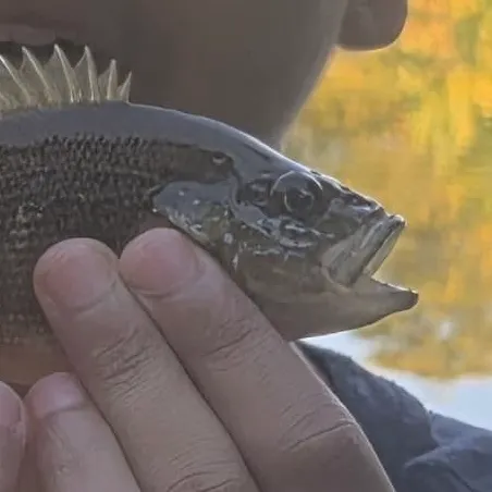 Green sunfish caught on Fishbrain